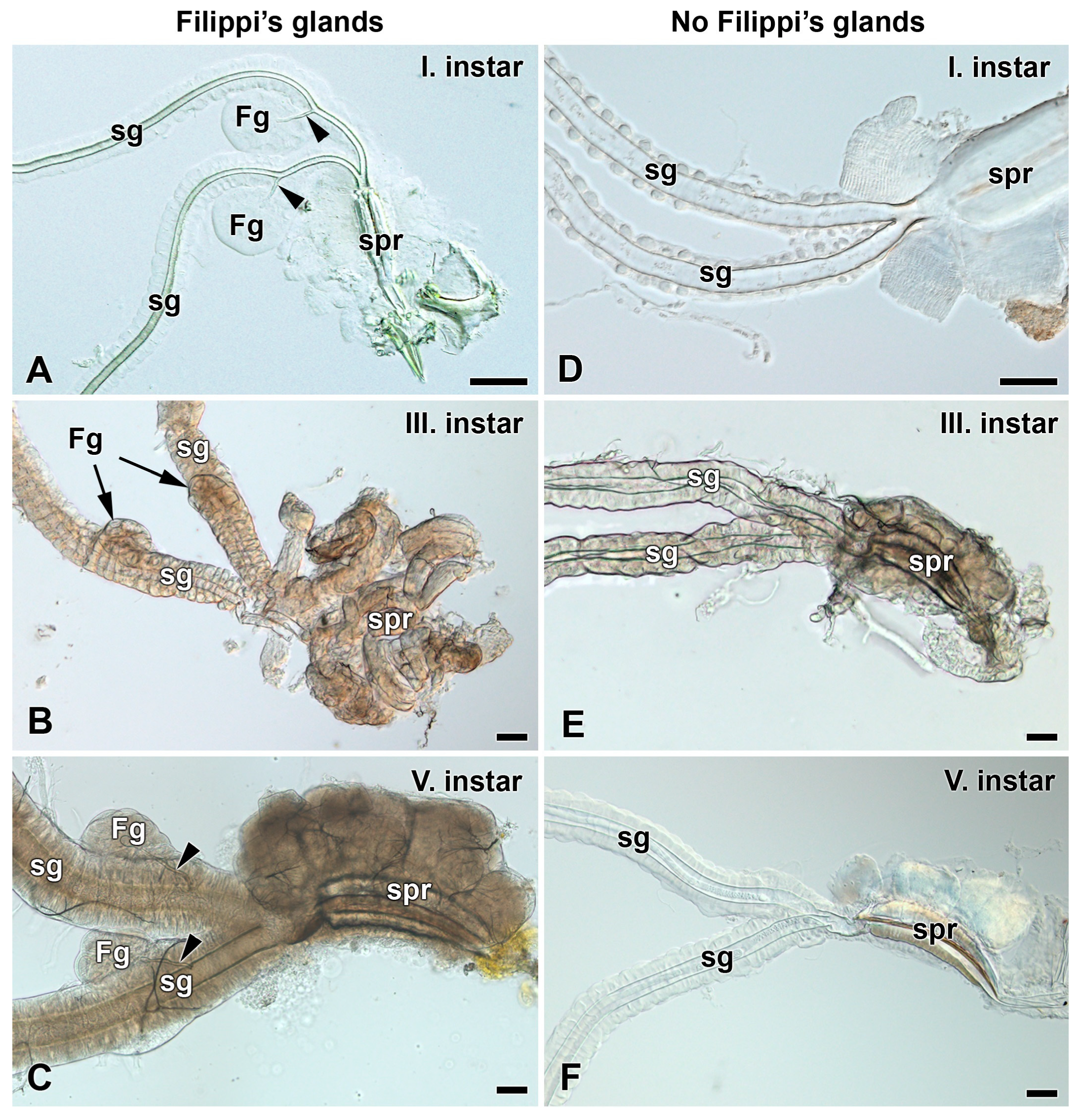 Insects 12 01040 g005
