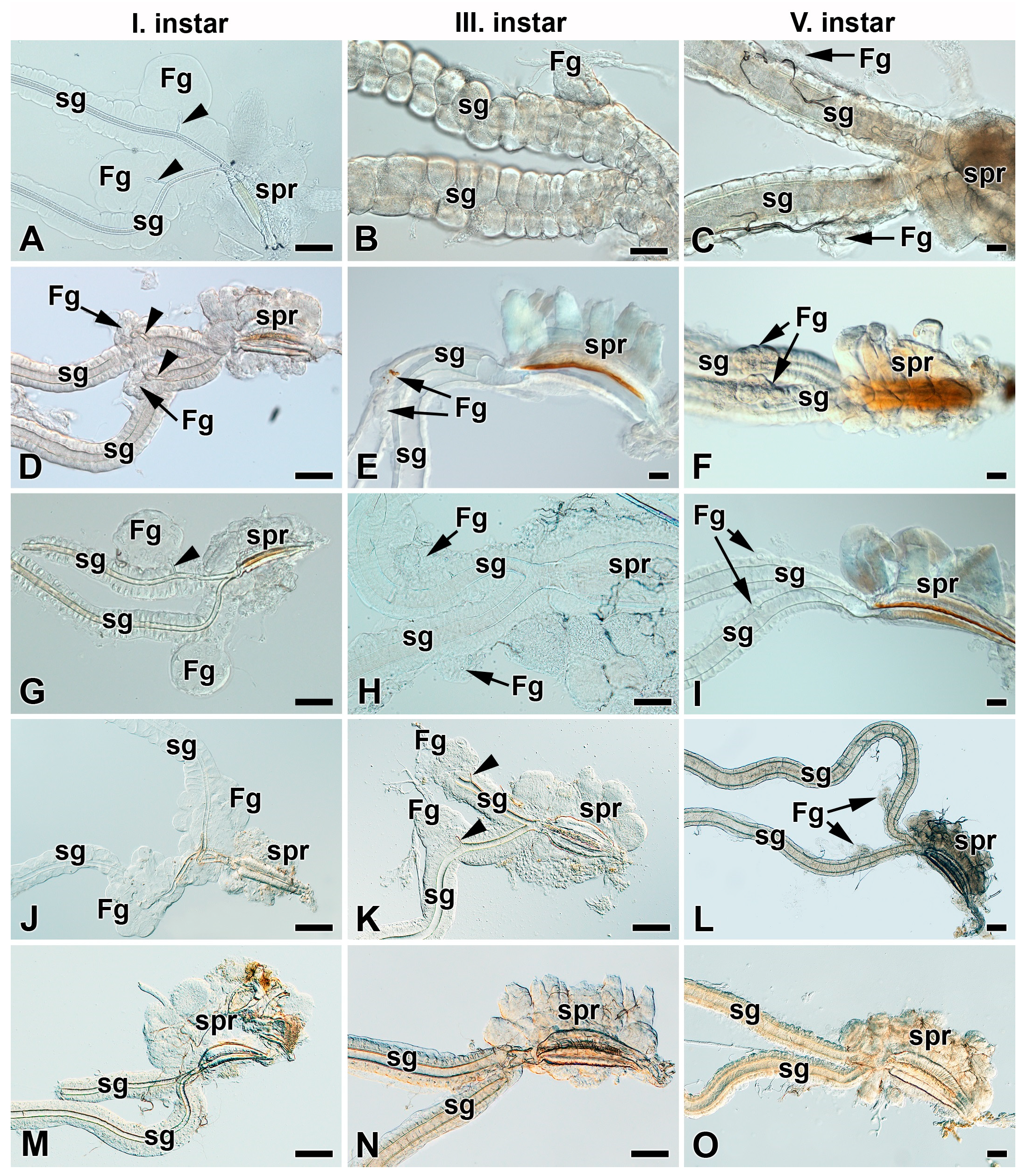 Insects 12 01040 g006