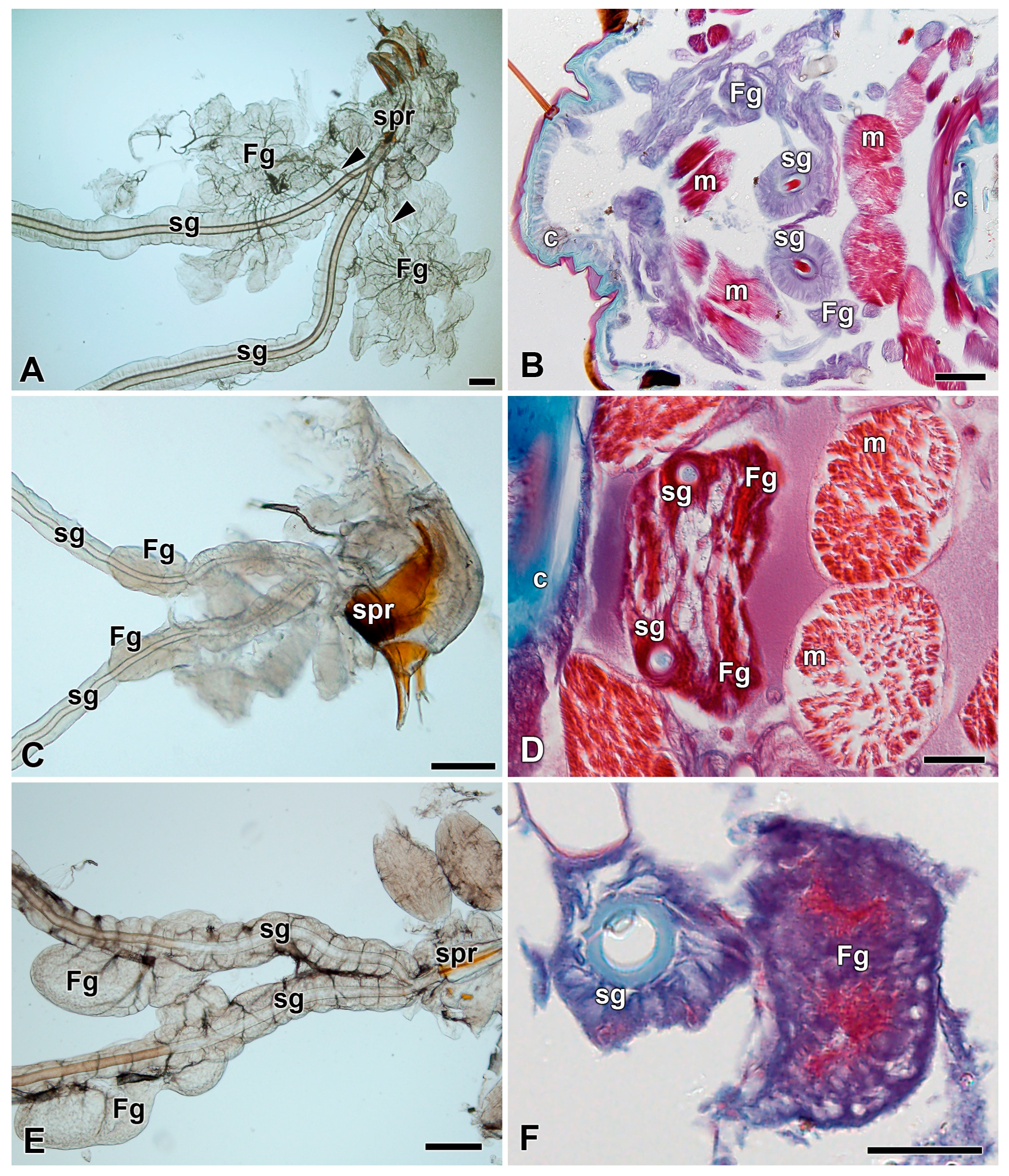 Insects 12 01040 g007
