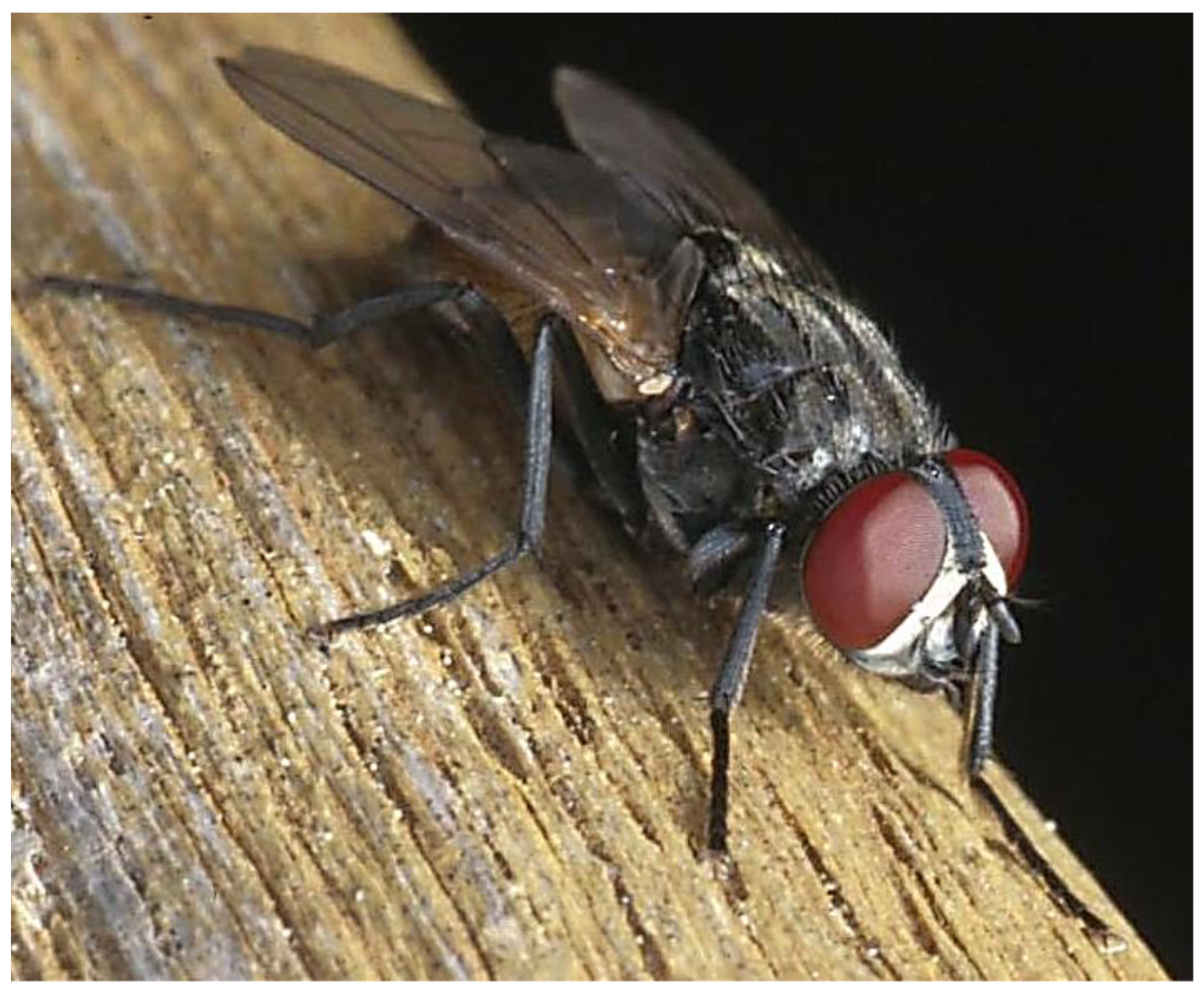 Sticky fly traps -  France