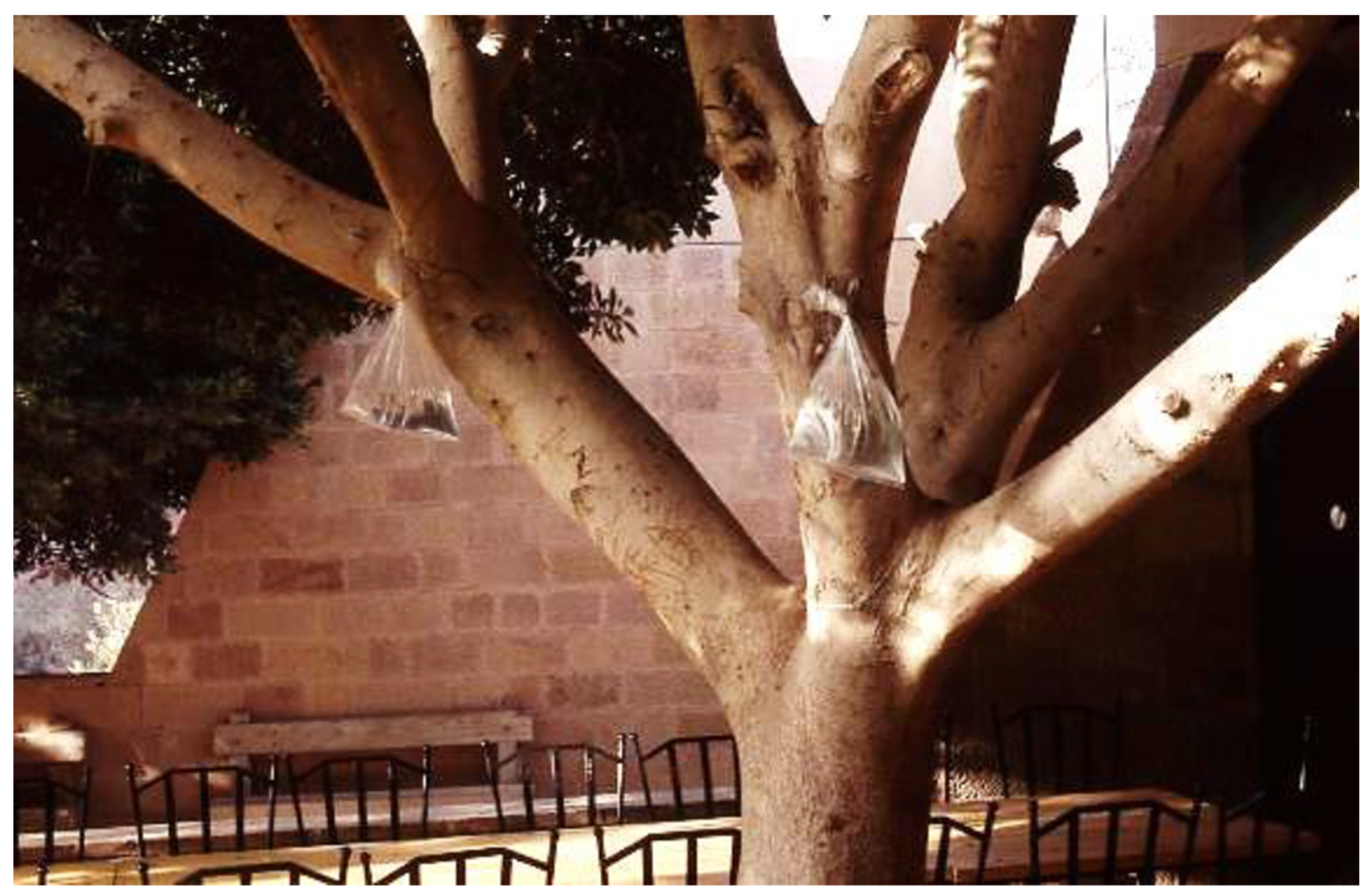 Insects 12 01042 g005