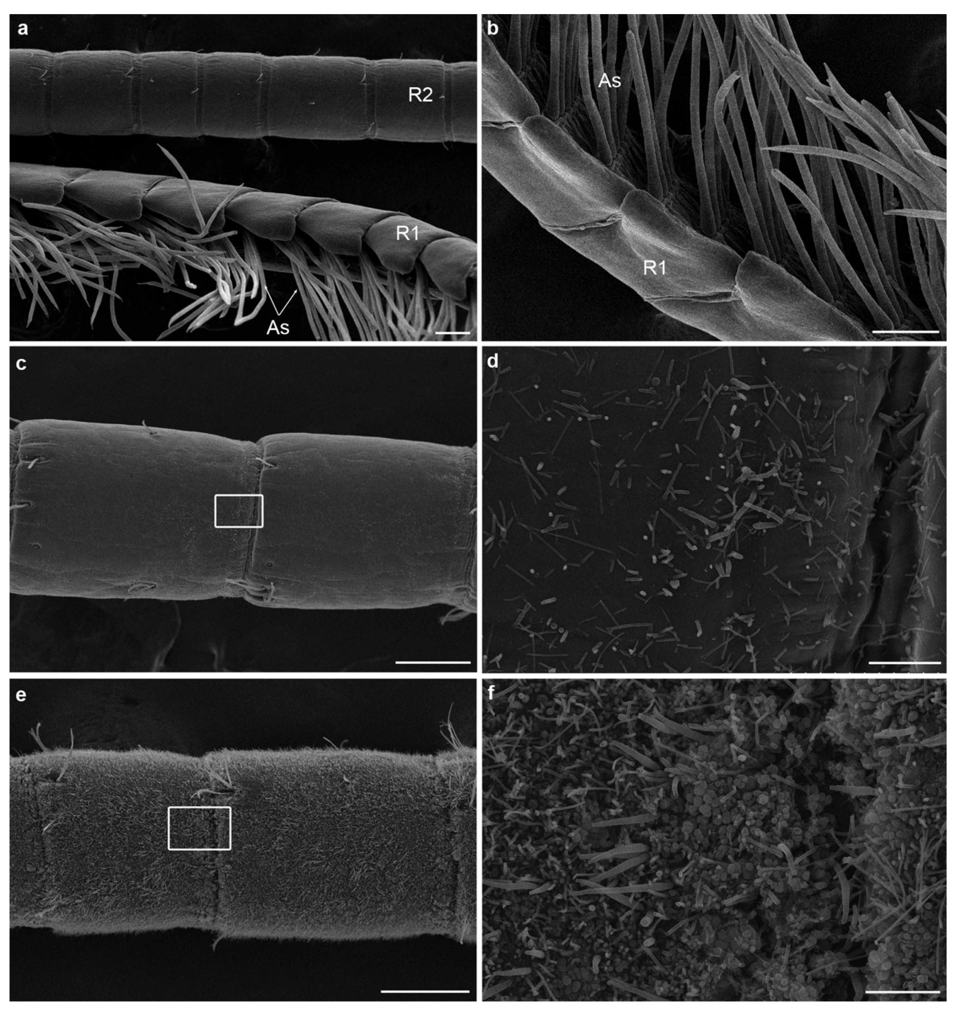 Insects 12 01043 g007 Insects 12 01043 g007