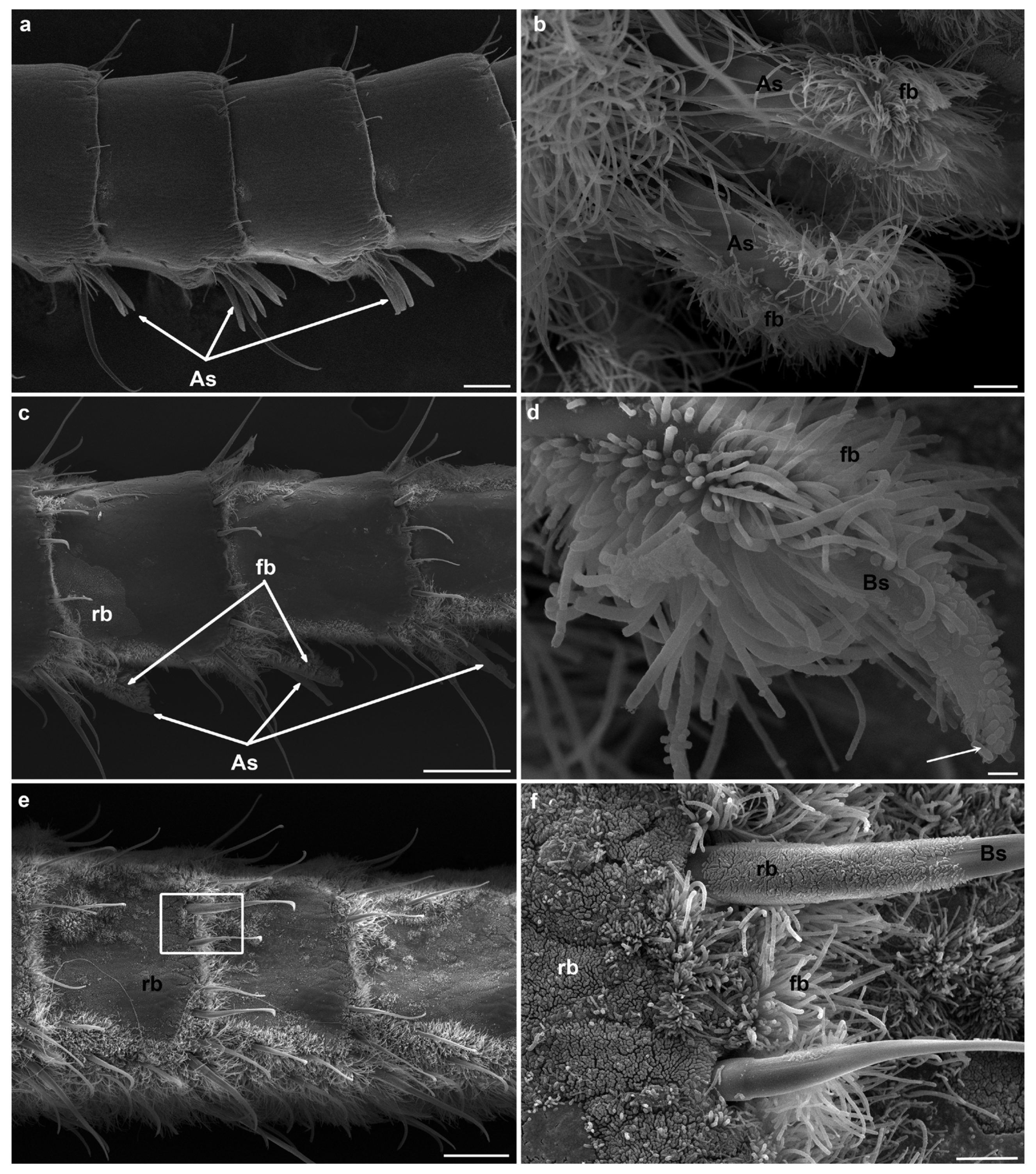 Insects 12 01043 g008 Insects 12 01043 g008
