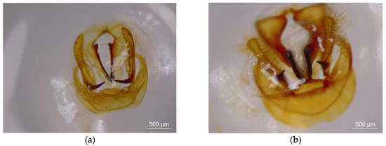 ところとん Interspecific Hybridization and Complete Mitochondrial Genome