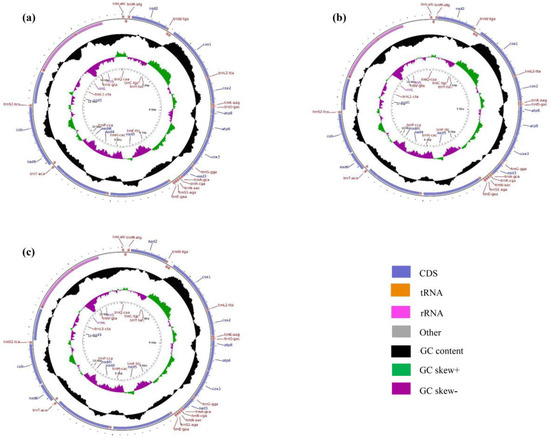 クローバー Interspecific Hybridization and Complete Mitochondrial