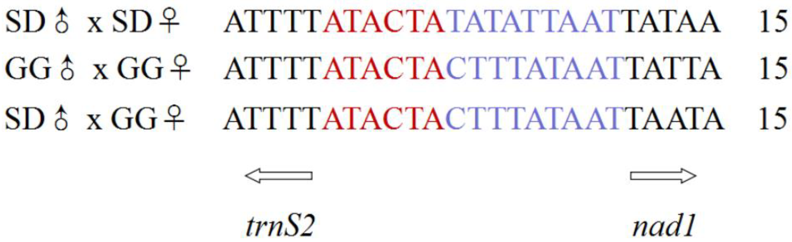 Interspecific Hybridization and Complete Mitochondrial