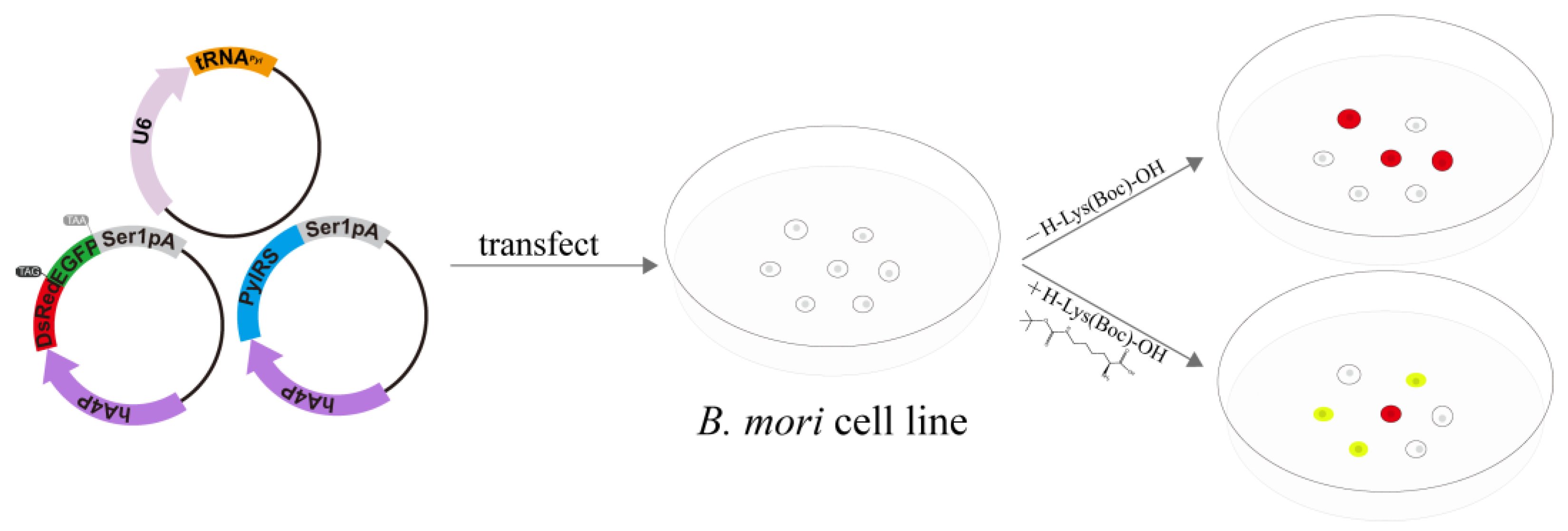 Insects 12 01081 g001