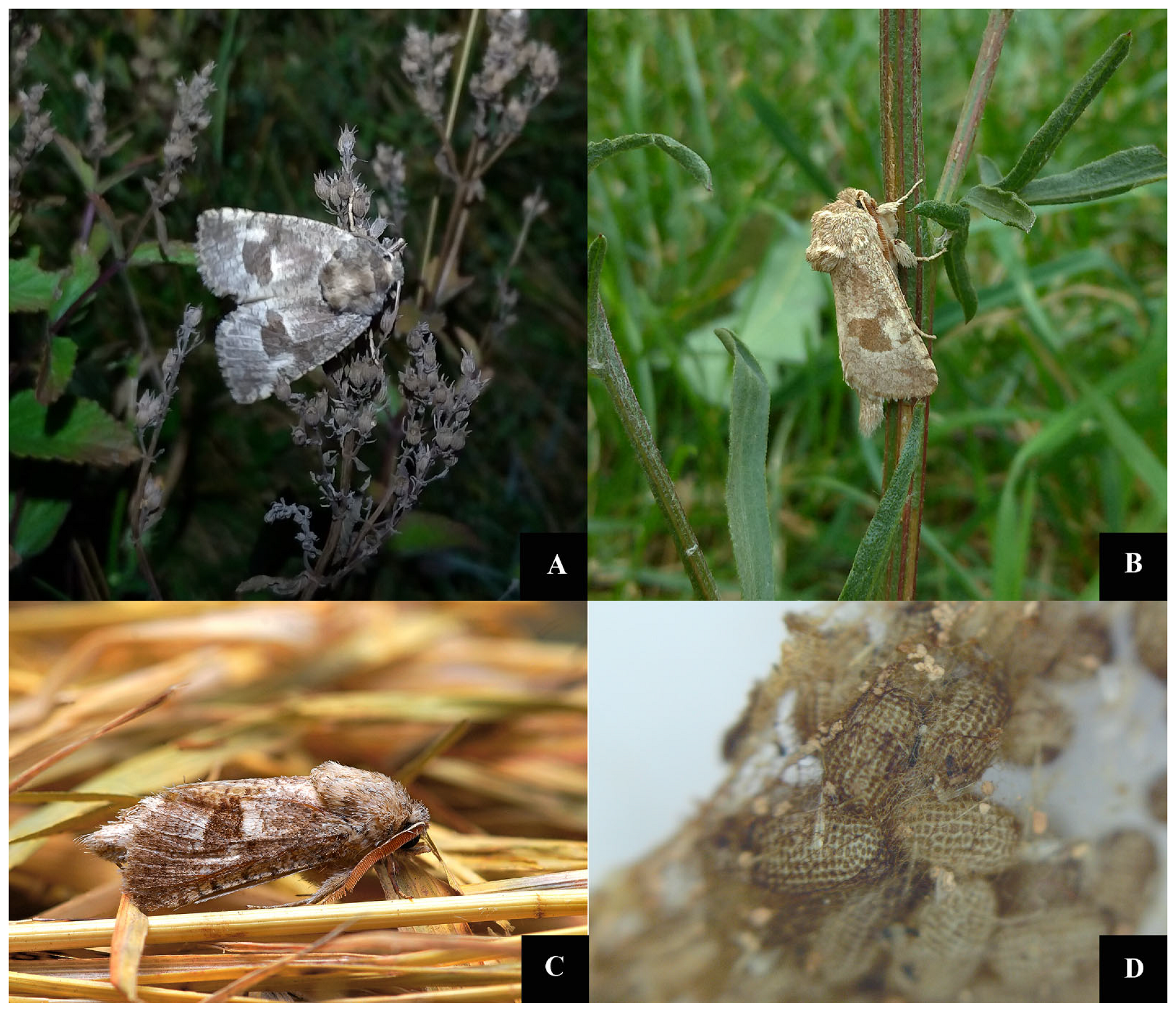 Insects 12 01087 g002 Insects 12 01087 g002