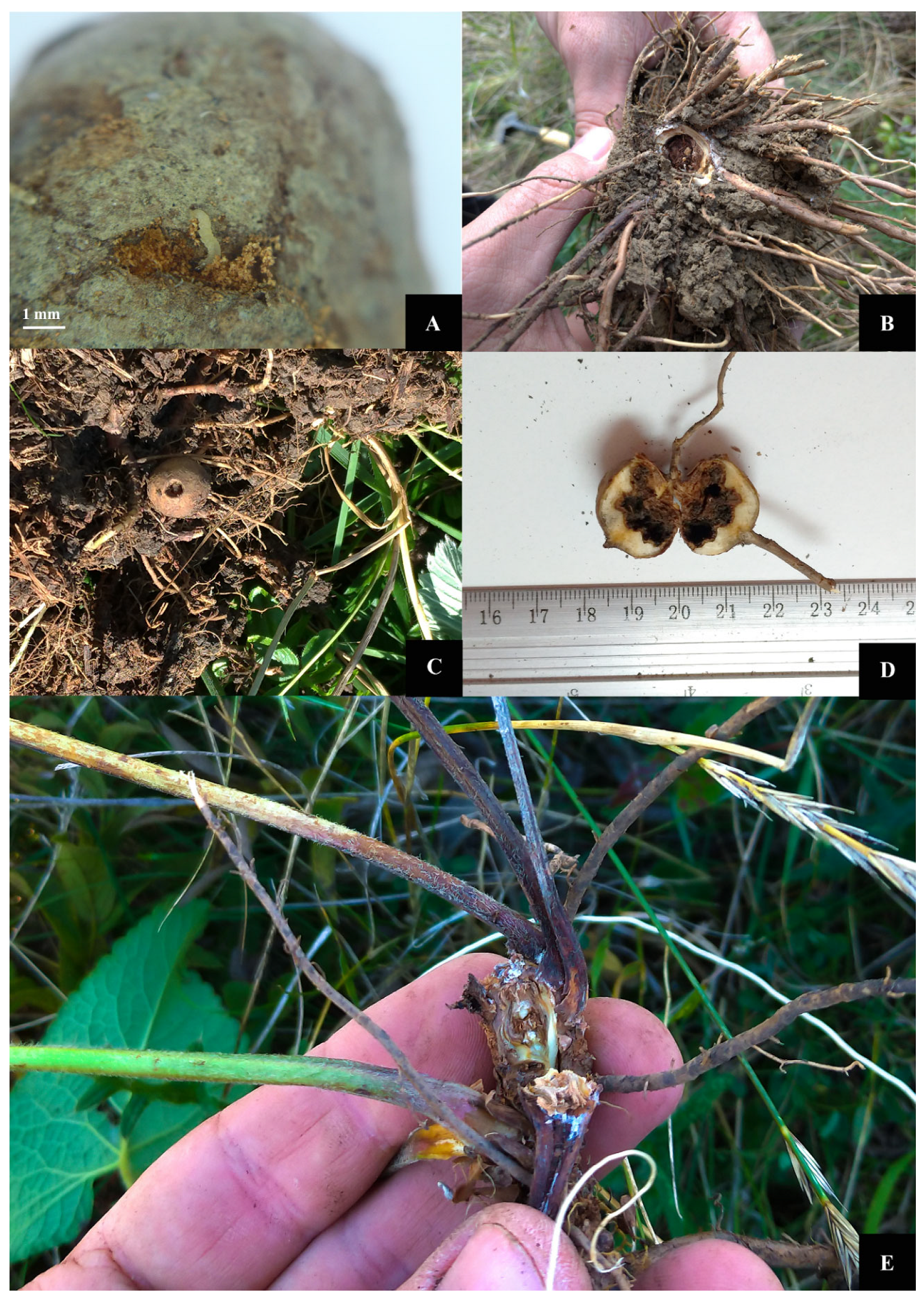 Insects 12 01087 g003 Insects 12 01087 g003