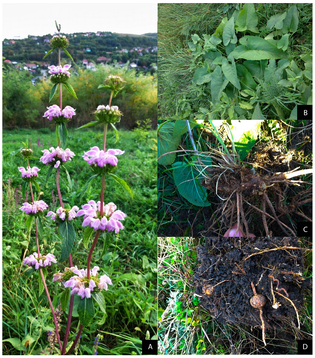 Insects 12 01087 g004 Insects 12 01087 g004