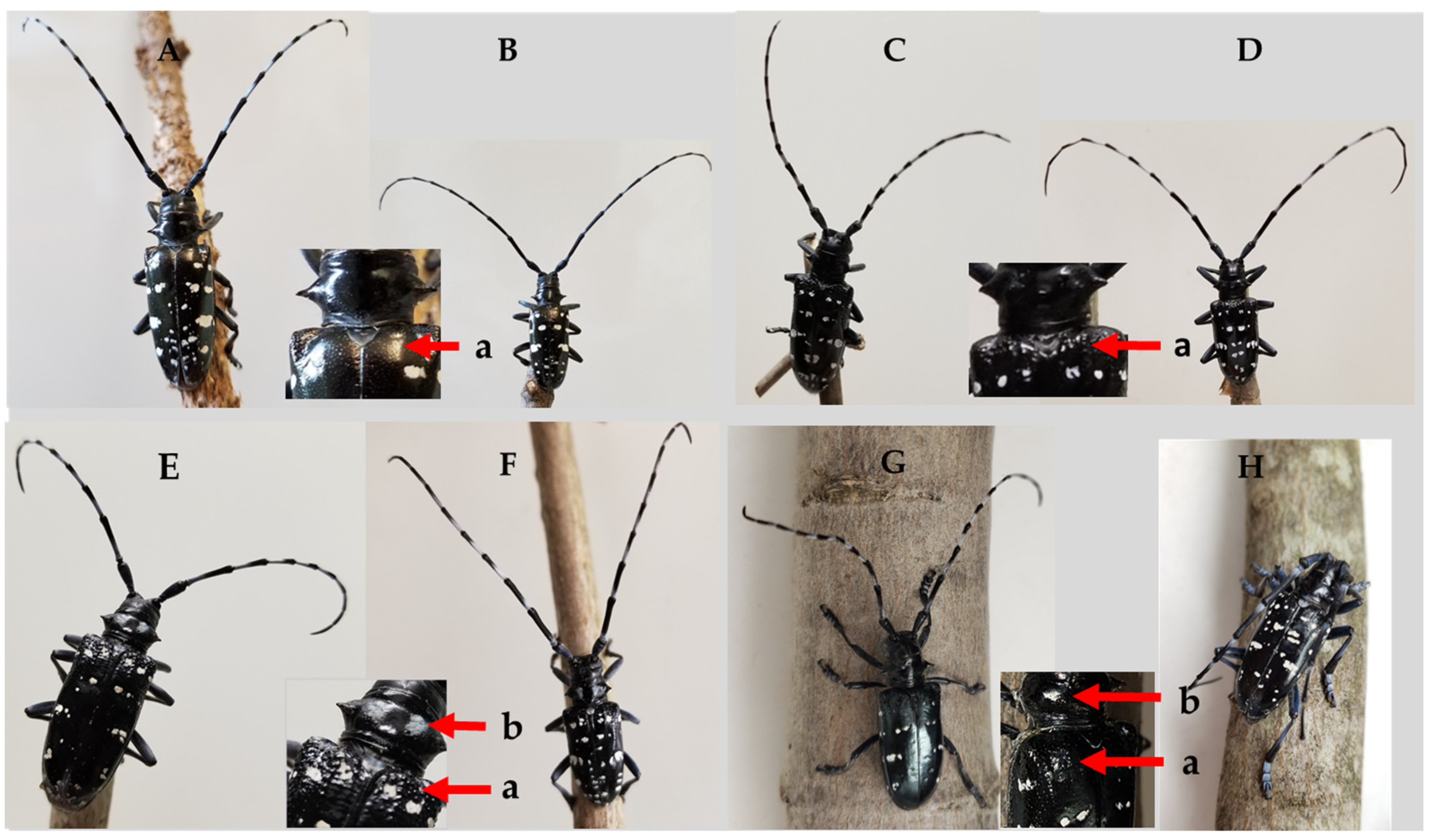 Insects 12 01139 g003