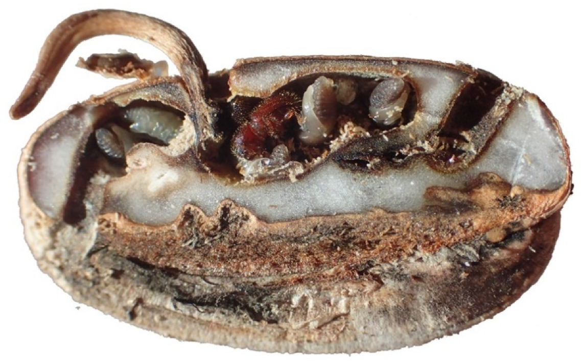 Insects 13 00010 g001