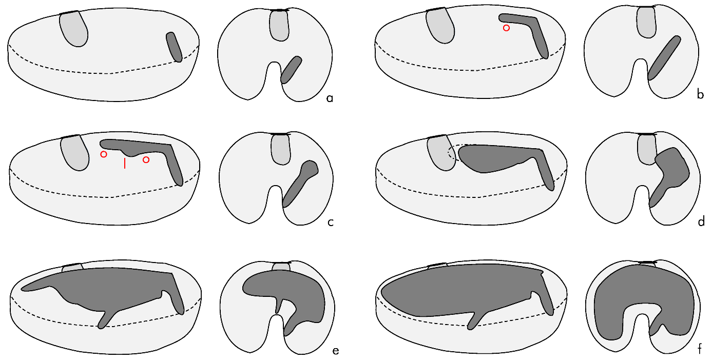 Insects 13 00010 g006