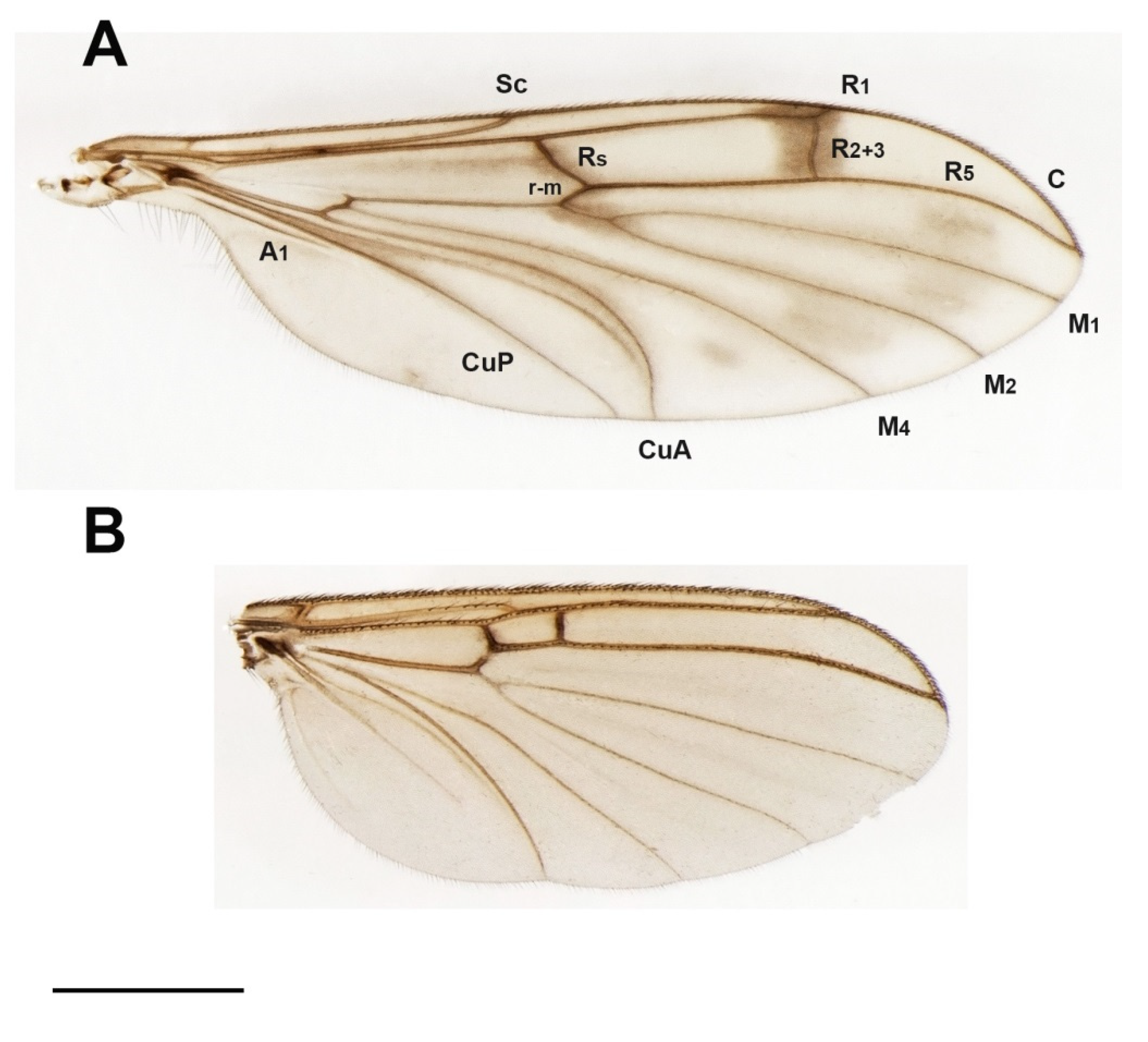 Insects 13 00019 g001 Insects 13 00019 g001