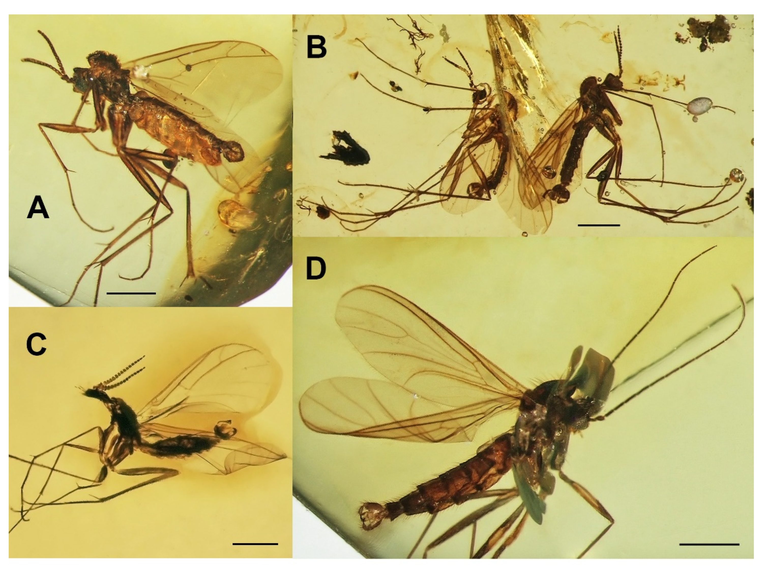 Insects 13 00019 g009 Insects 13 00019 g009