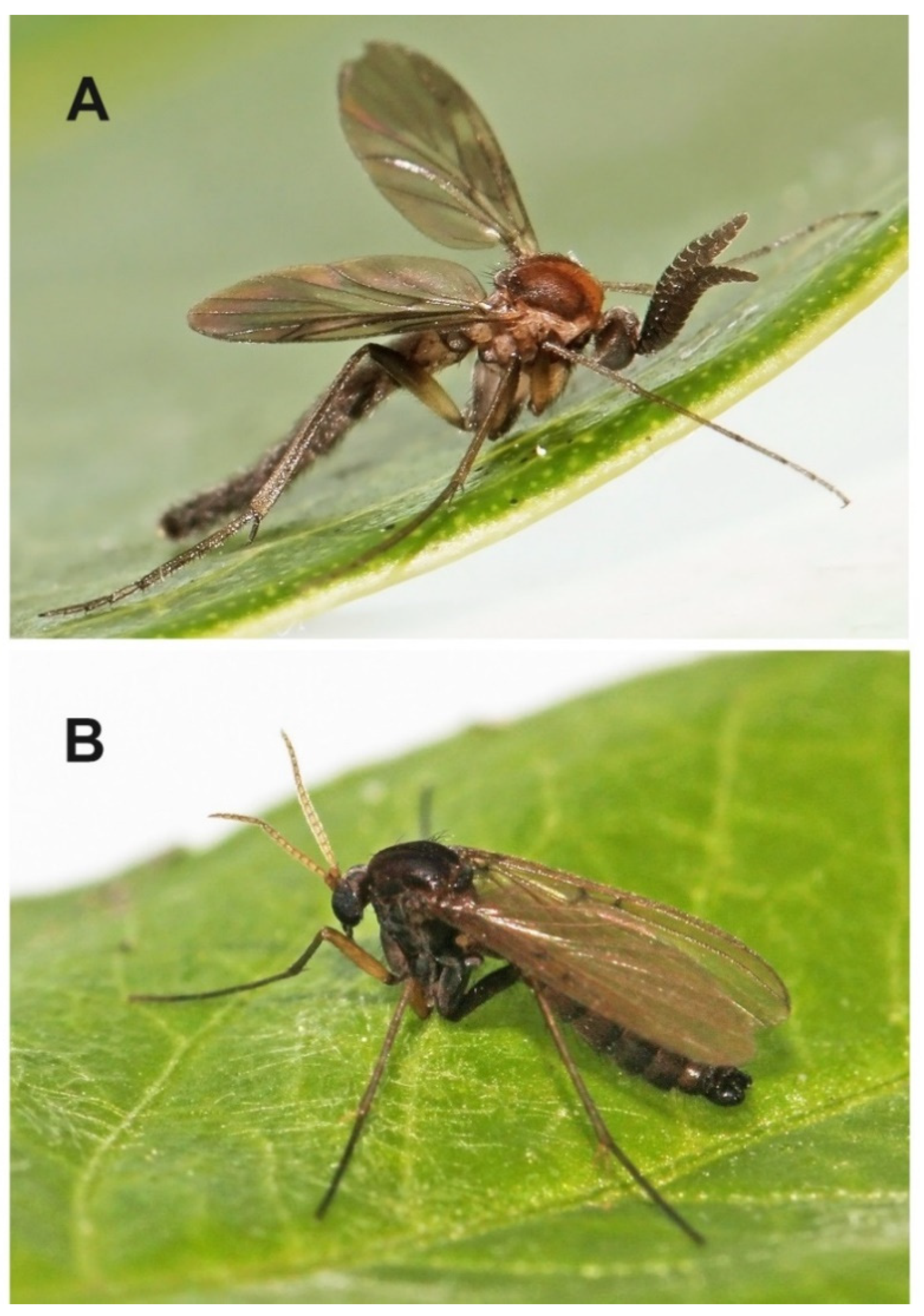 Insects 13 00019 g015 Insects 13 00019 g015