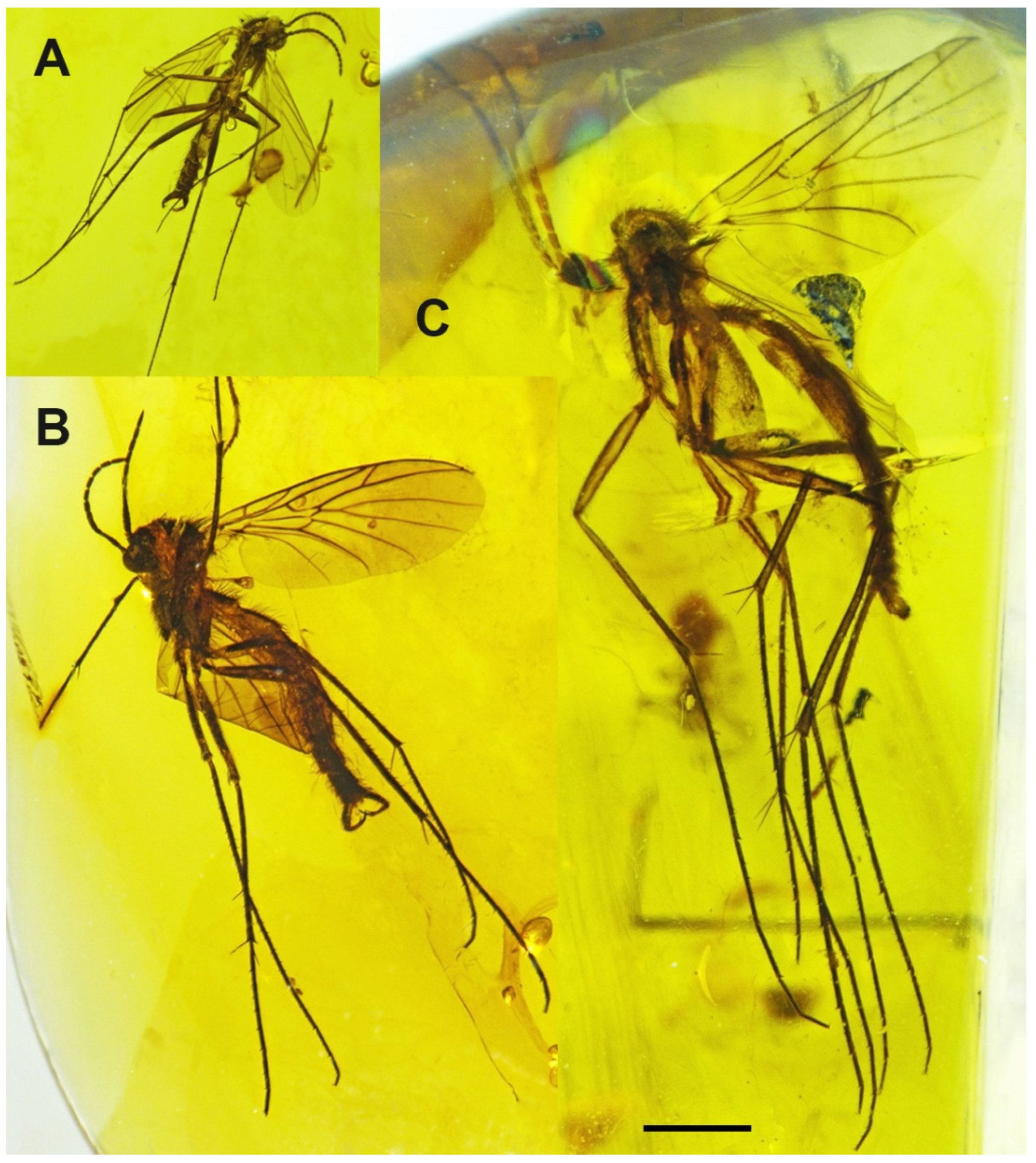 Insects 13 00024 g001 Insects 13 00024 g001