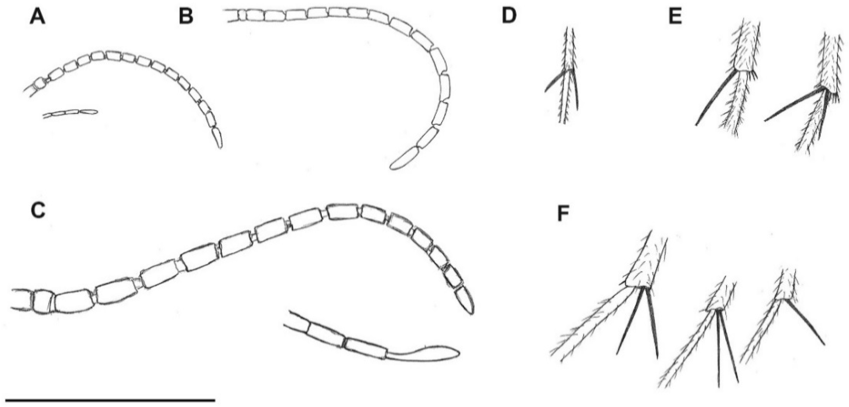 Insects 13 00024 g004 Insects 13 00024 g004