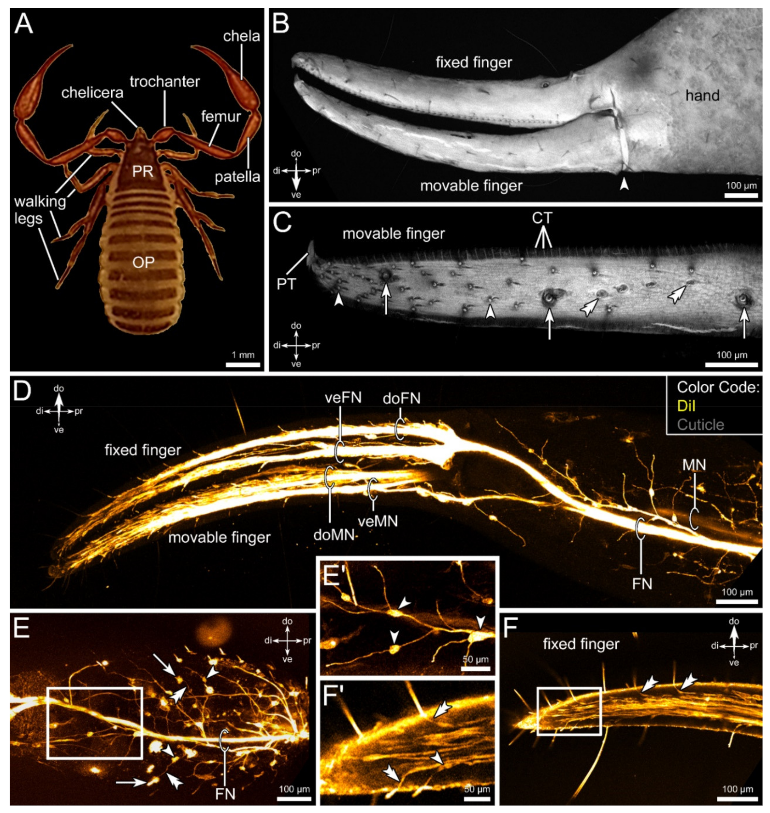 Insects | Free Full-Text | Anatomy of the Nervous System in Chelifer  cancroides (Arachnida: Pseudoscorpiones) with a Distinct Sensory Pathway  Associated with the Pedipalps