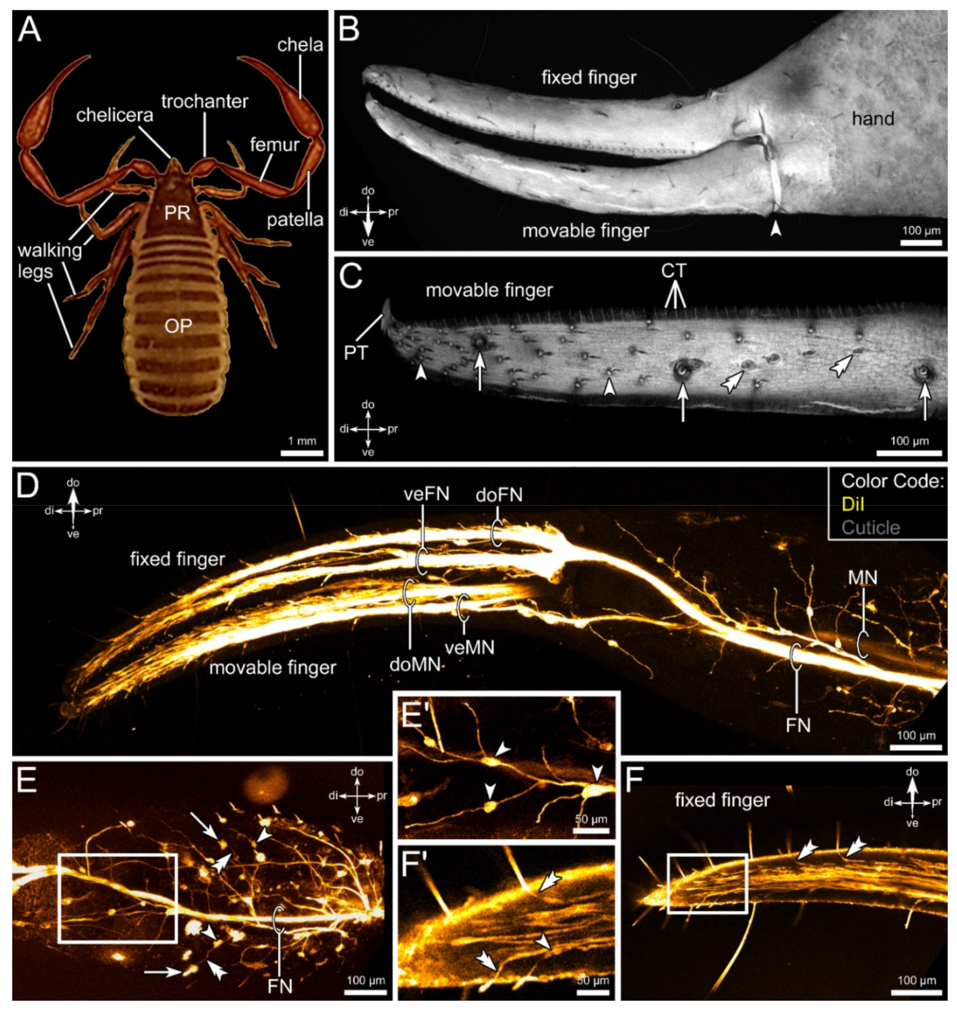 Visual attention and processing in jumping spiders: Trends in Neurosciences