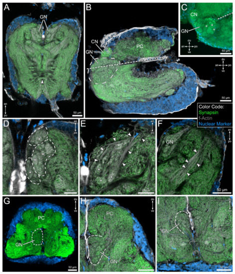 Proprioreceptive hair sensilla of C. salei at the tibia-metatarsus