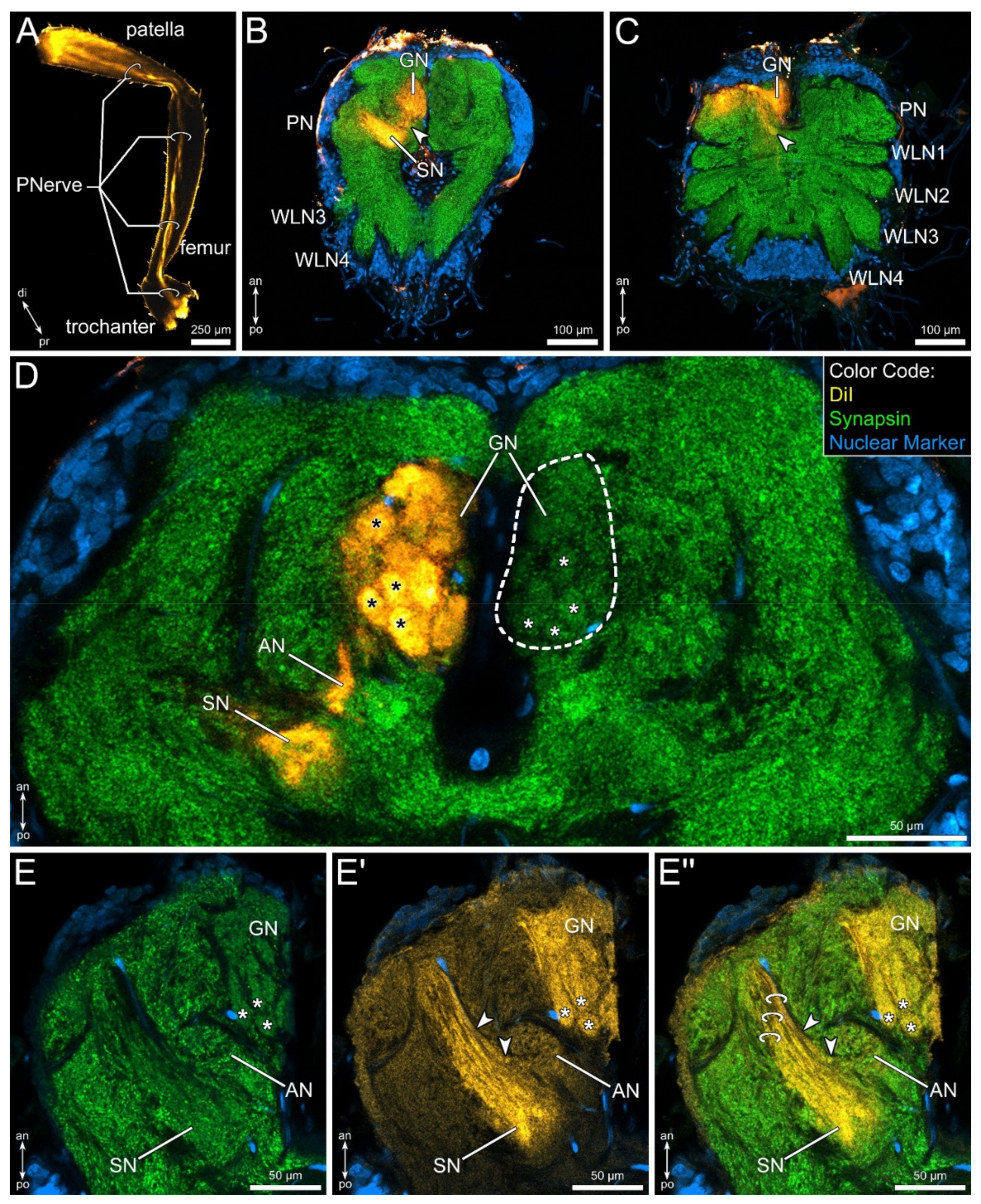 Proprioreceptive hair sensilla of C. salei at the tibia-metatarsus