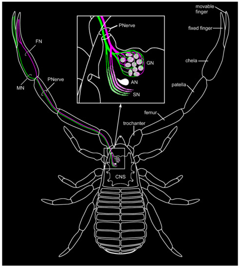 Proprioreceptive hair sensilla of C. salei at the tibia-metatarsus