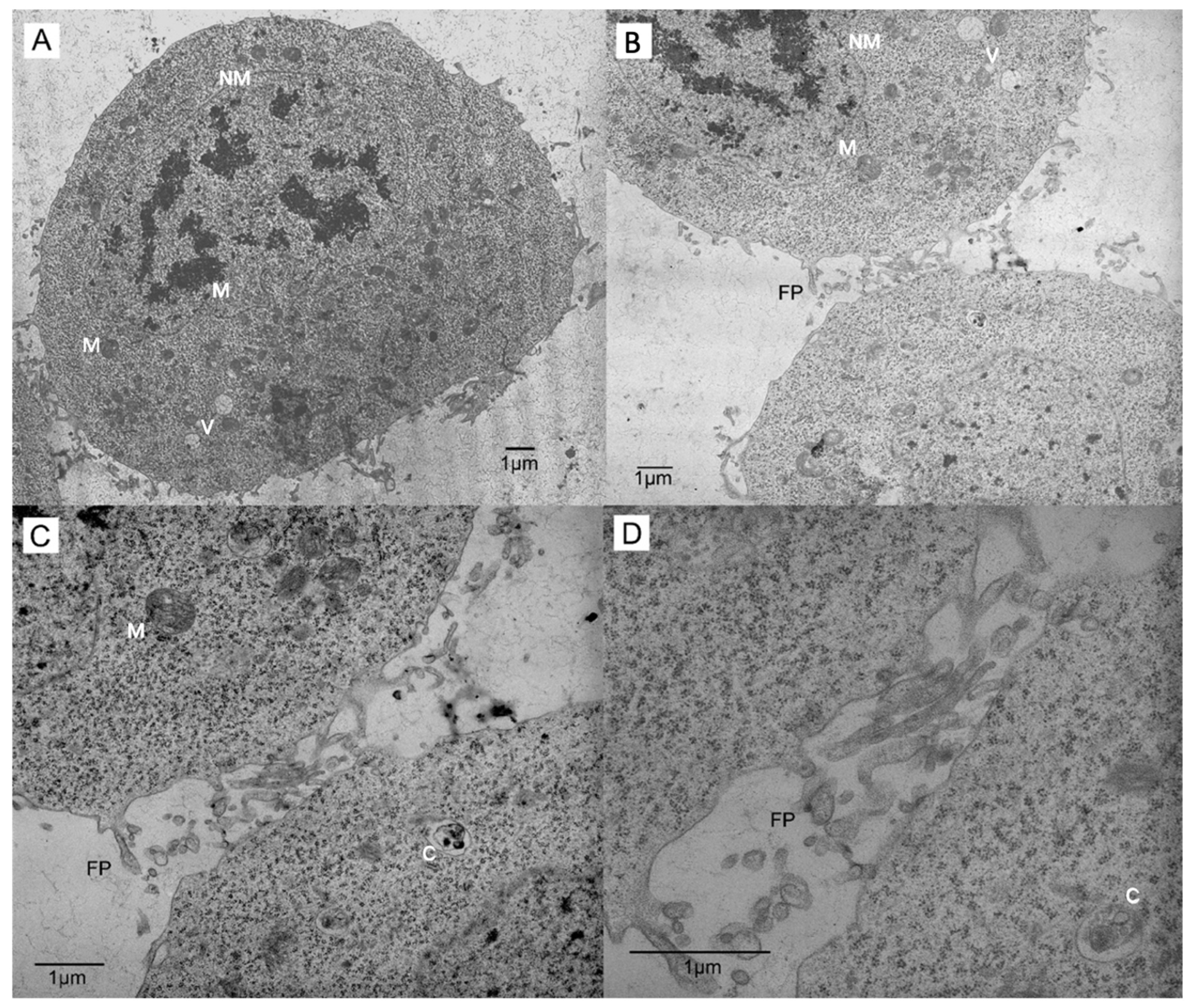 Arthropod Histology – Laudier Histology