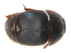 Insects 13 00033 i001 Insects 13 00033 i001