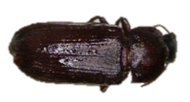 Insects 13 00033 i002 Insects 13 00033 i002