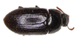 Insects 13 00033 i003 Insects 13 00033 i003