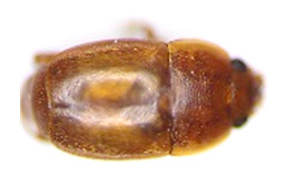 Insects 13 00033 i004 Insects 13 00033 i004