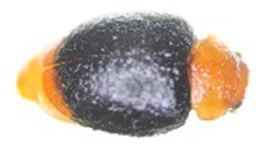 Insects 13 00033 i005 Insects 13 00033 i005