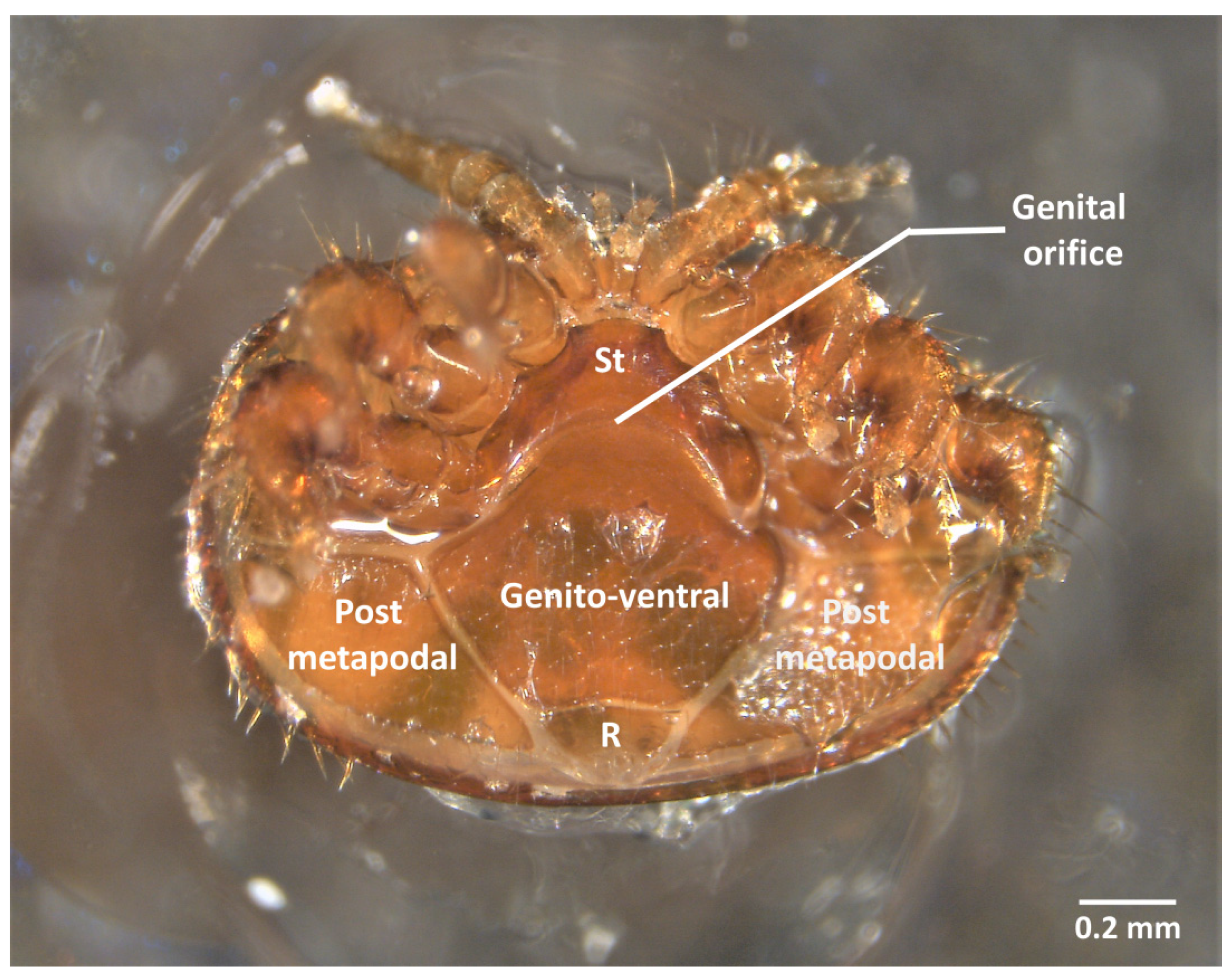 T-Pins for Animal Dissection