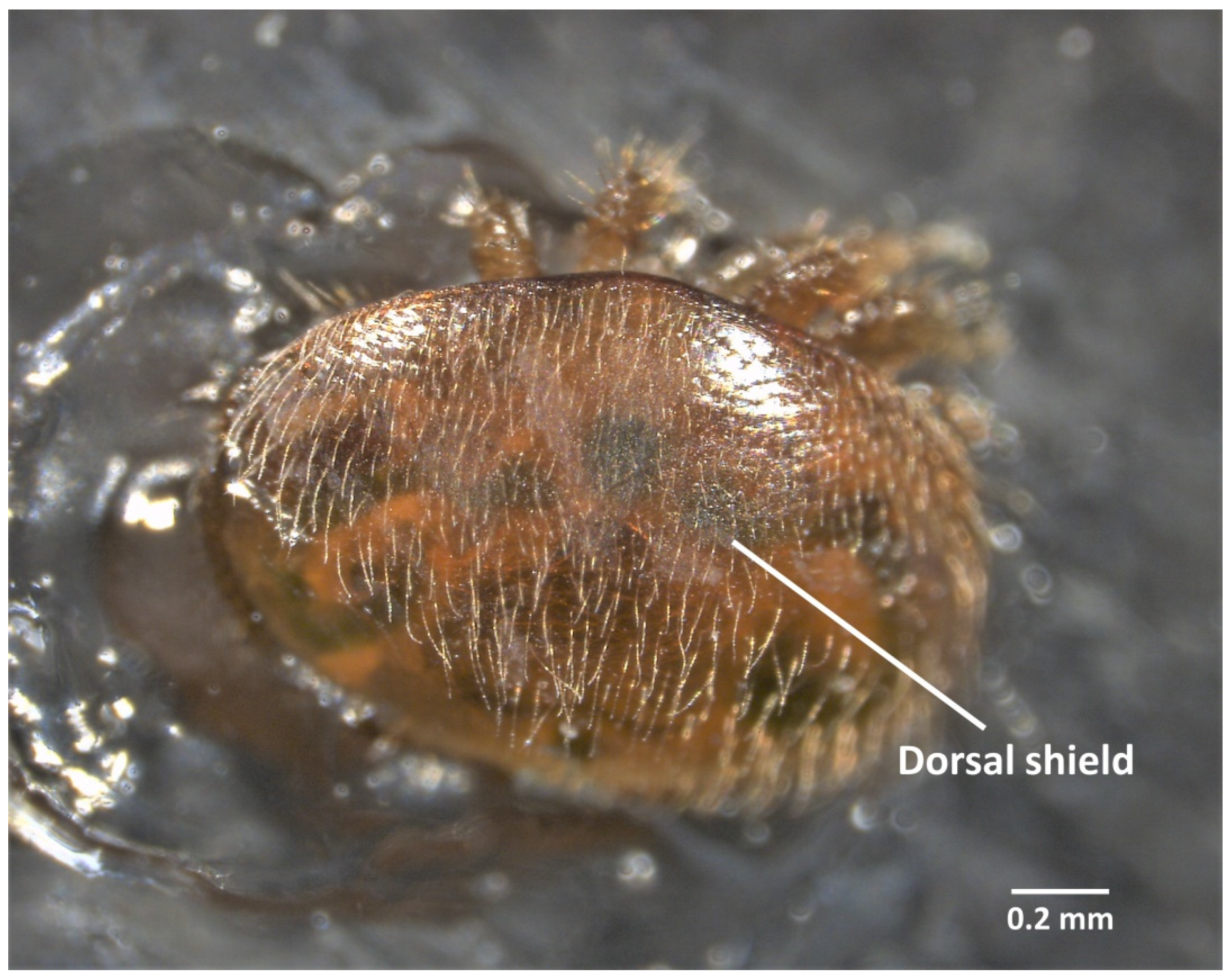 Insects 13 00037 g003