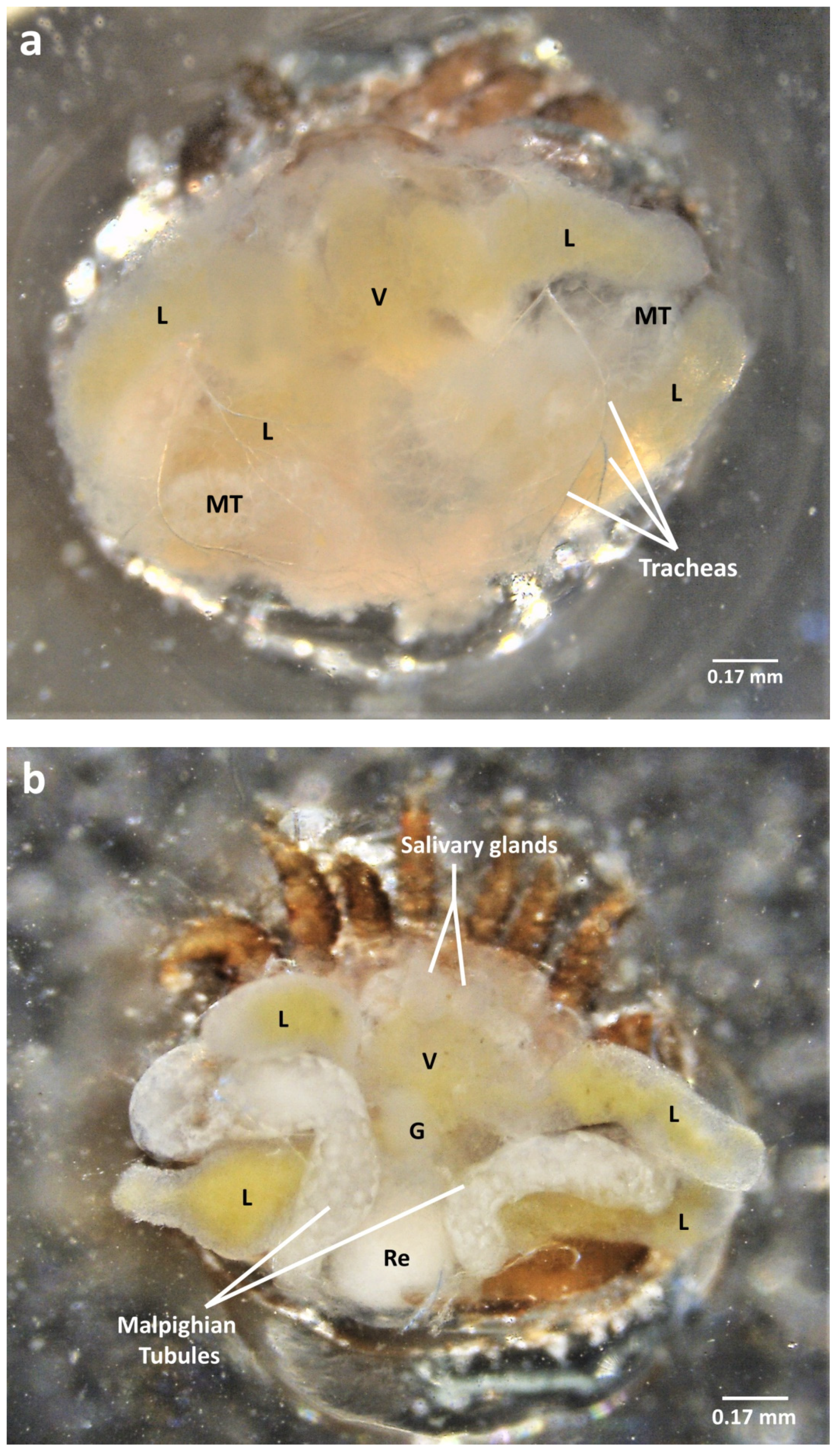 Insects 13 00037 g004a