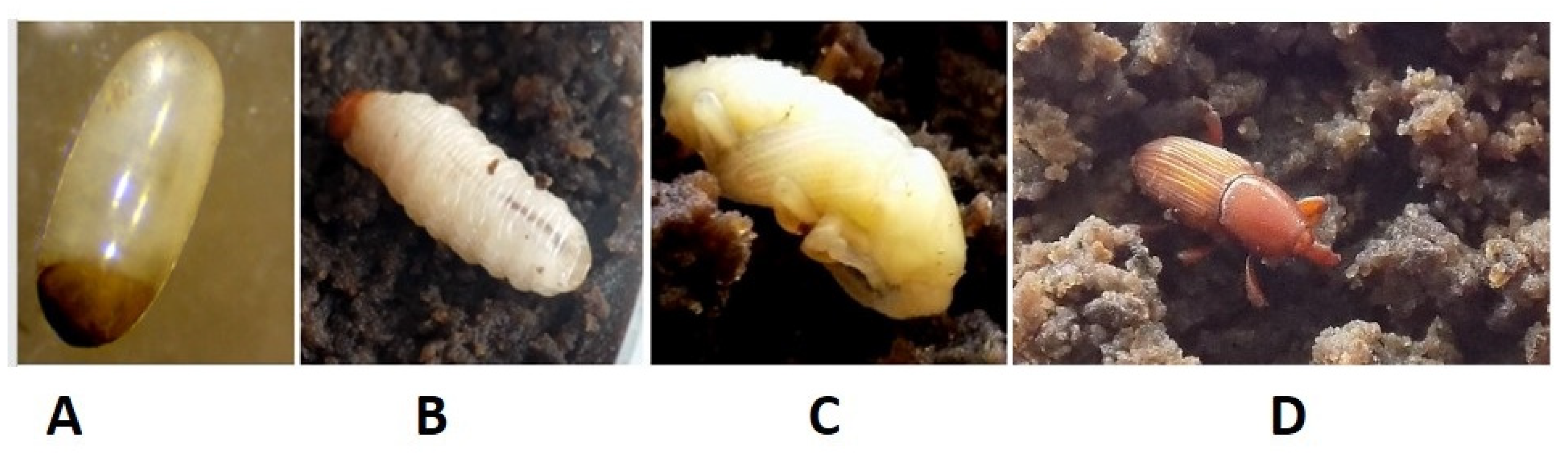 Insects 13 00040 g001a Insects 13 00040 g001a