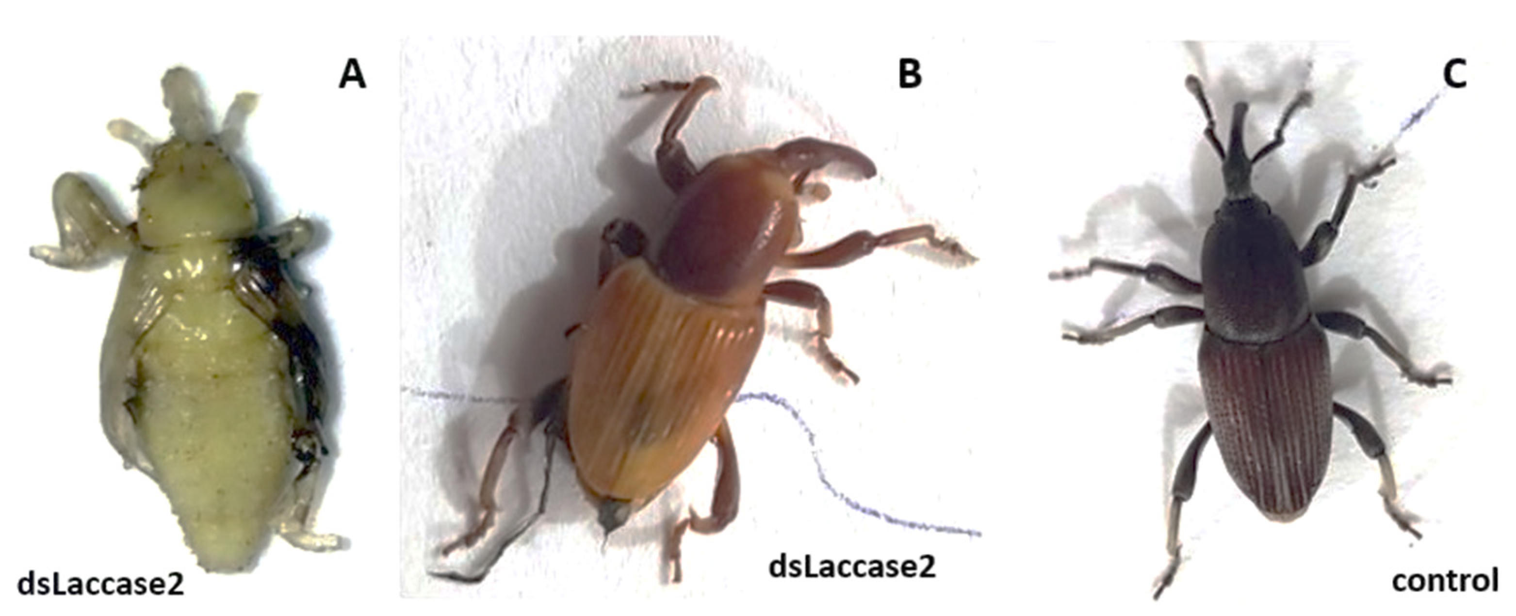 Insects 13 00040 g002 Insects 13 00040 g002
