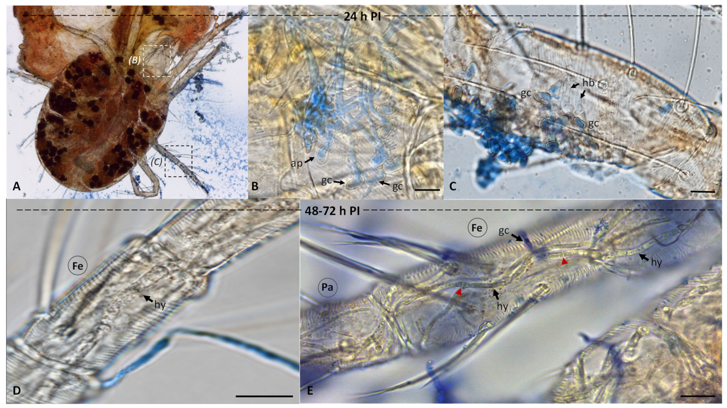 Insects 13 00042 g001