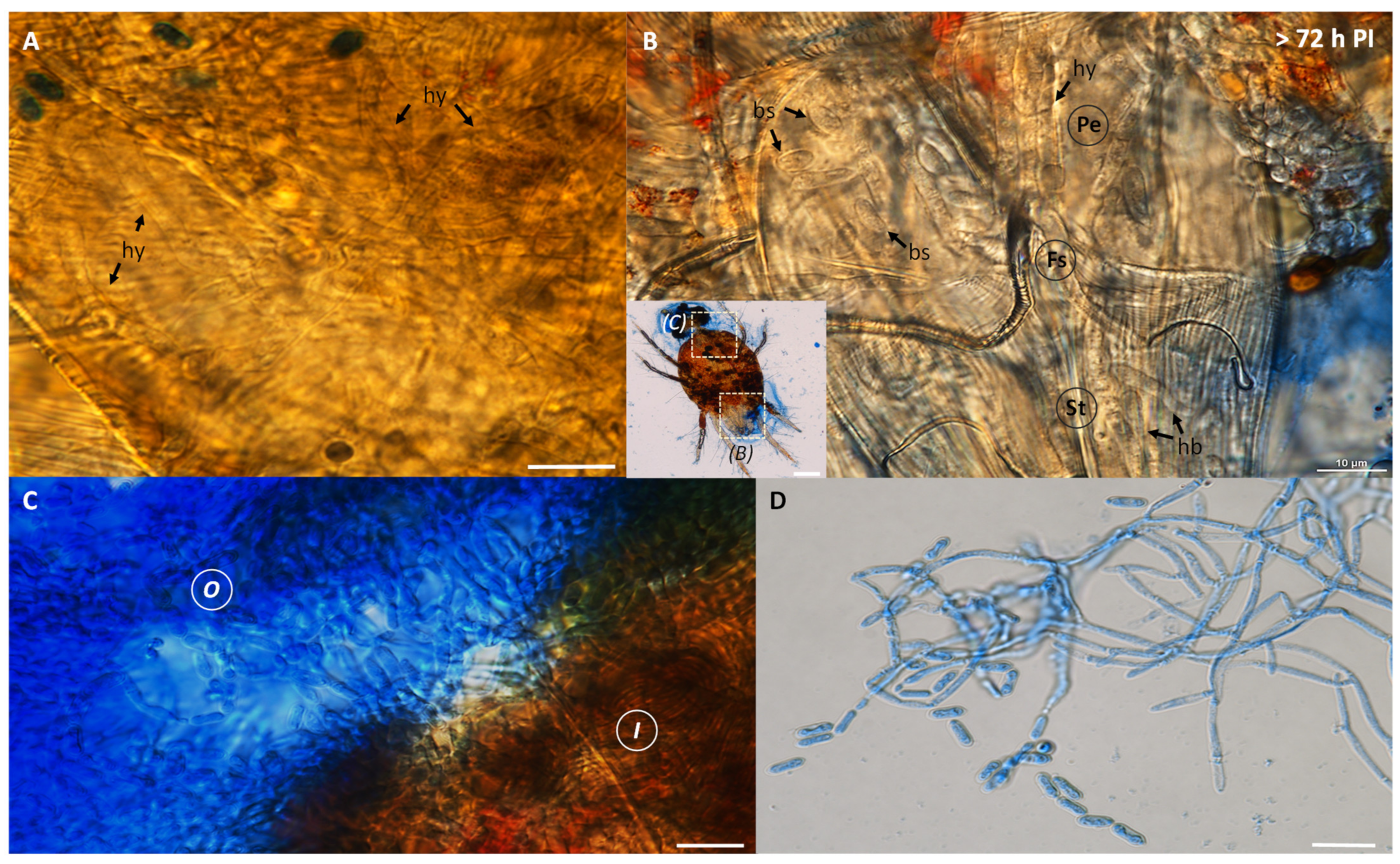 Insects 13 00042 g002