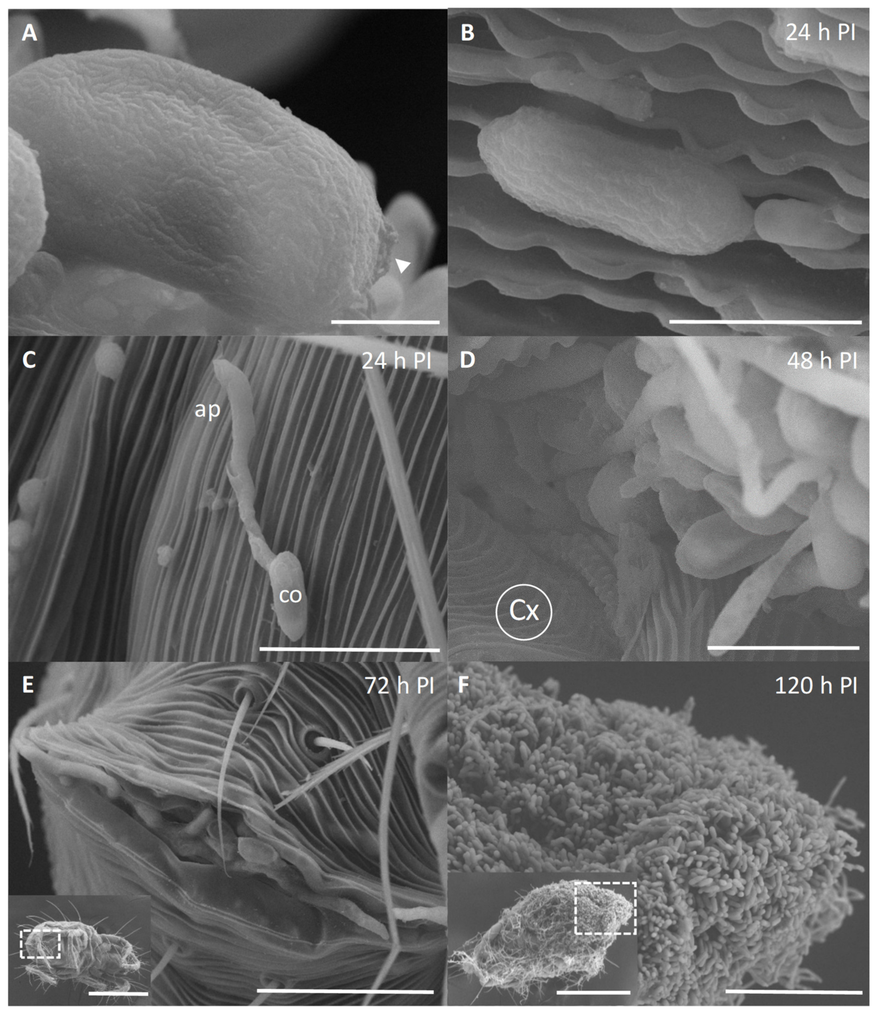 Insects 13 00042 g003