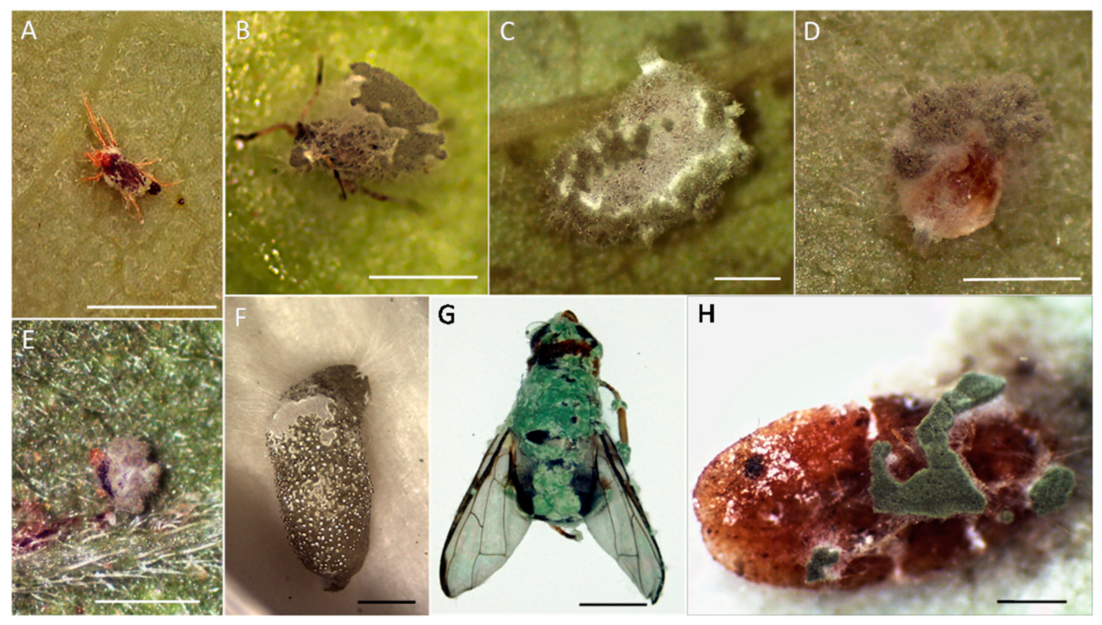 Insects 13 00042 g008