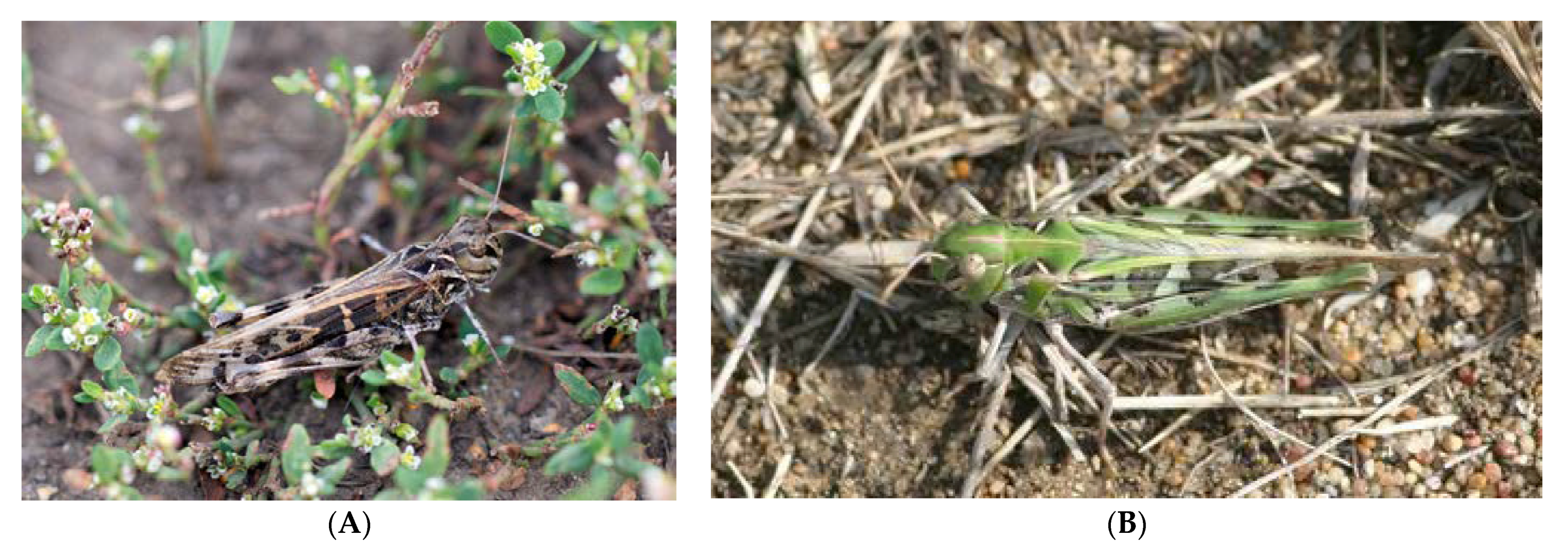 Insects 13 00049 g010