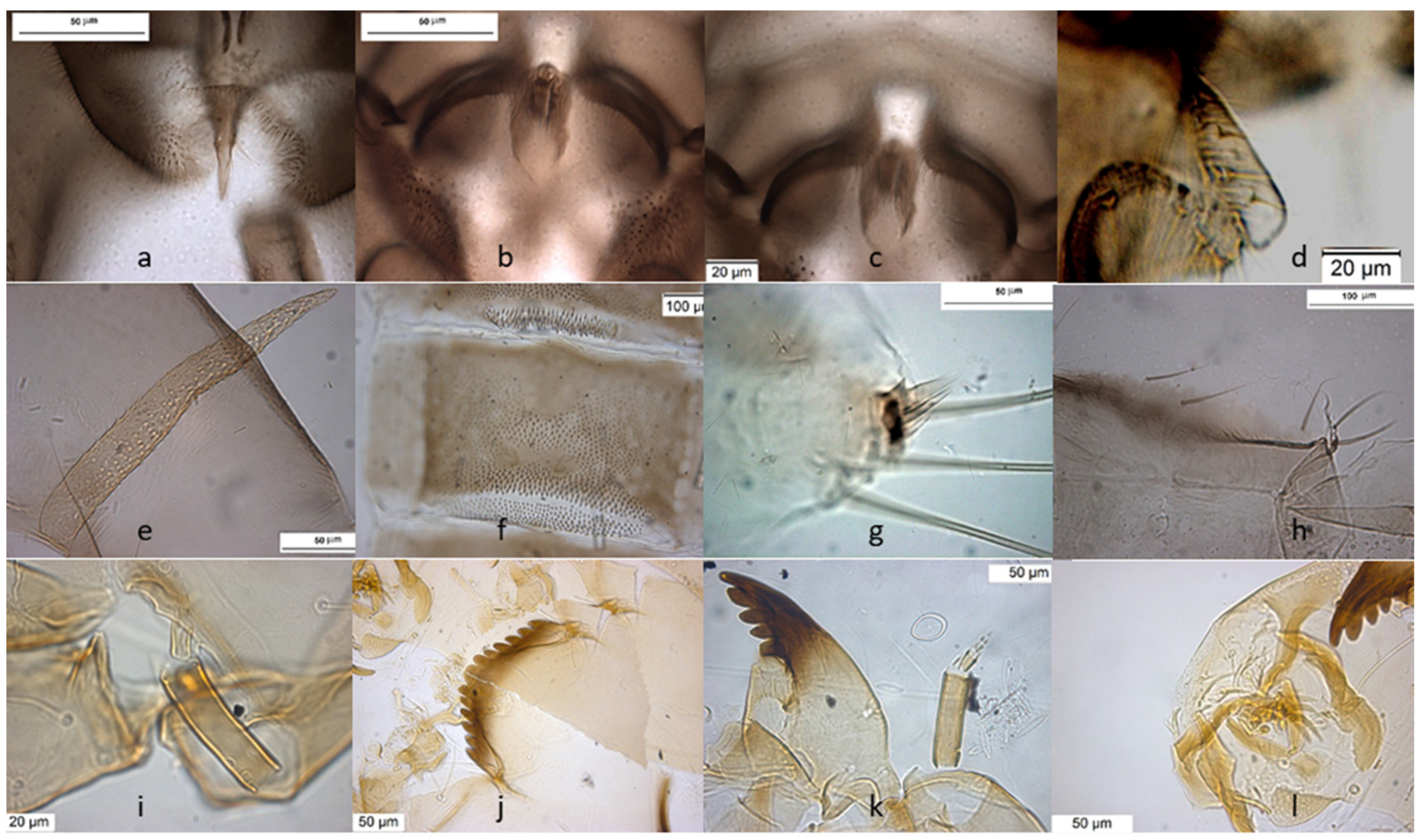 Chironomus - Insect Division