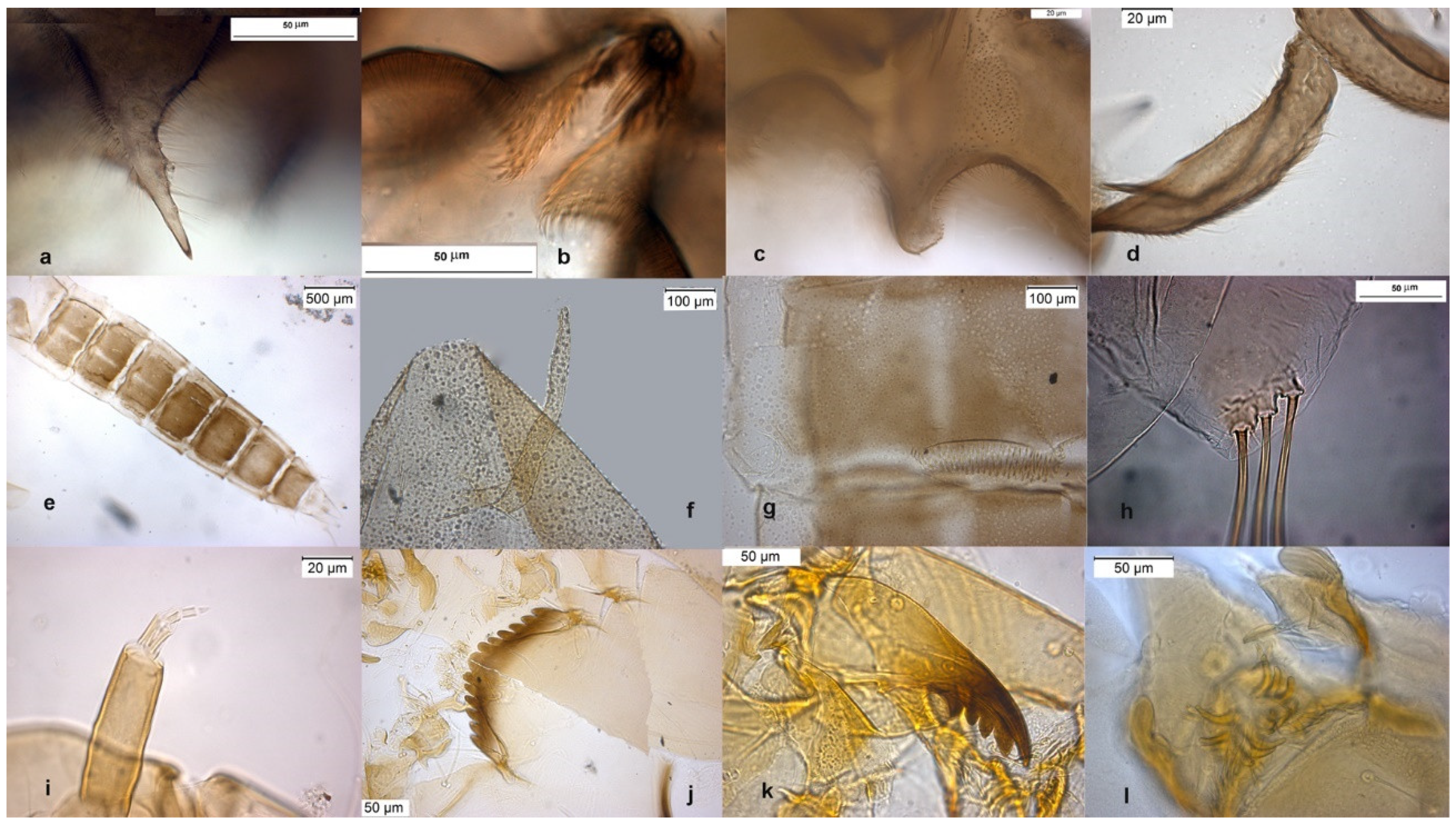 Insects 13 00051 g002