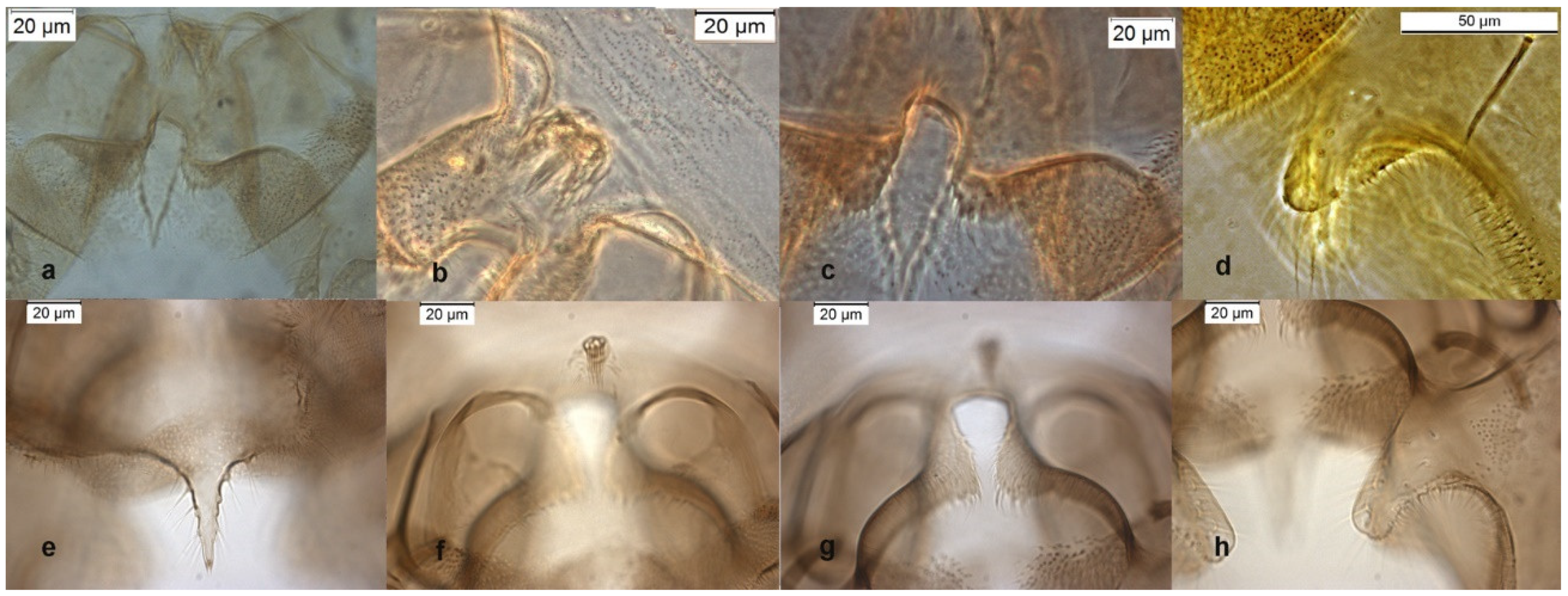 Insects 13 00051 g004