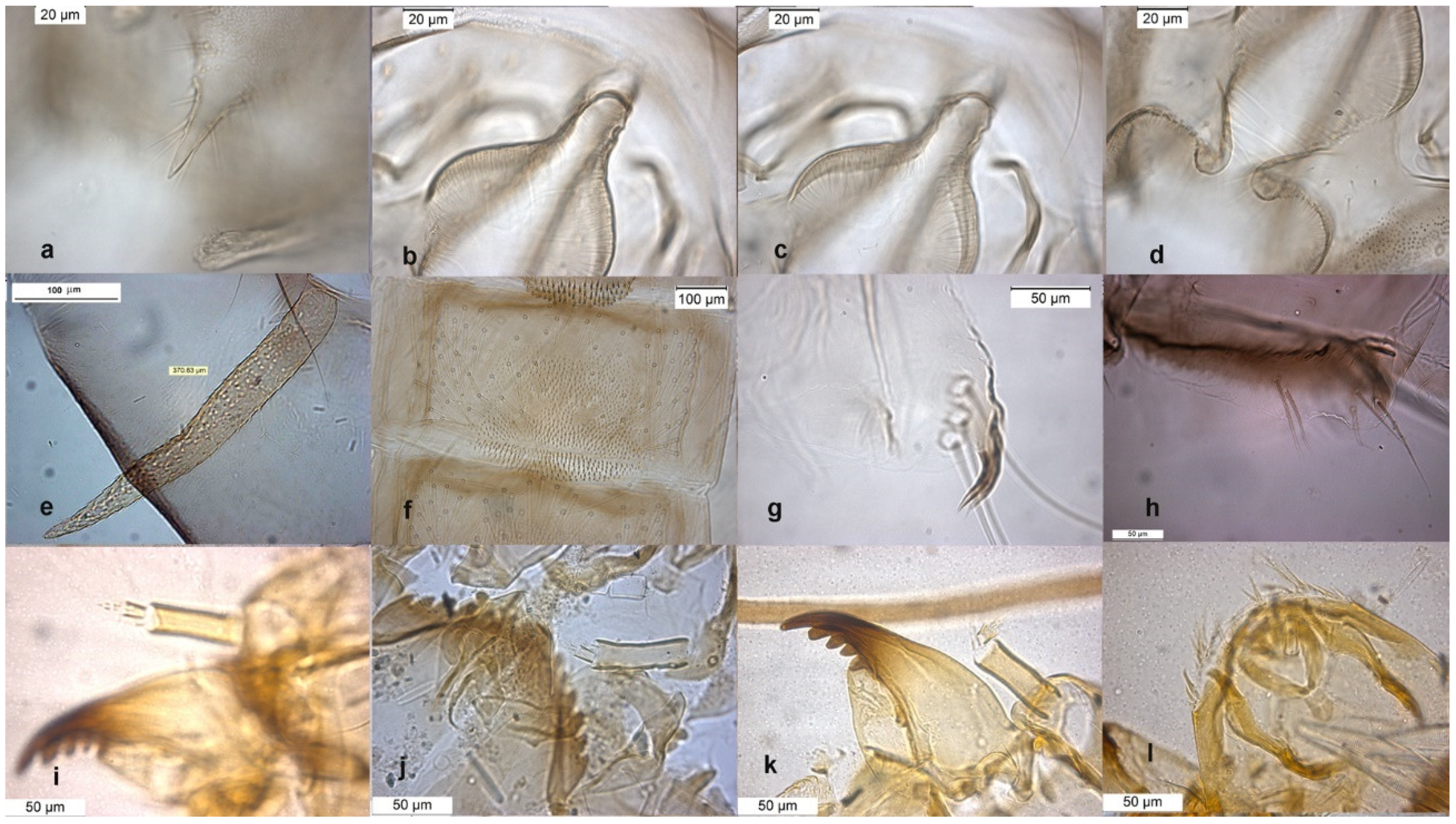 Insects 13 00051 g006