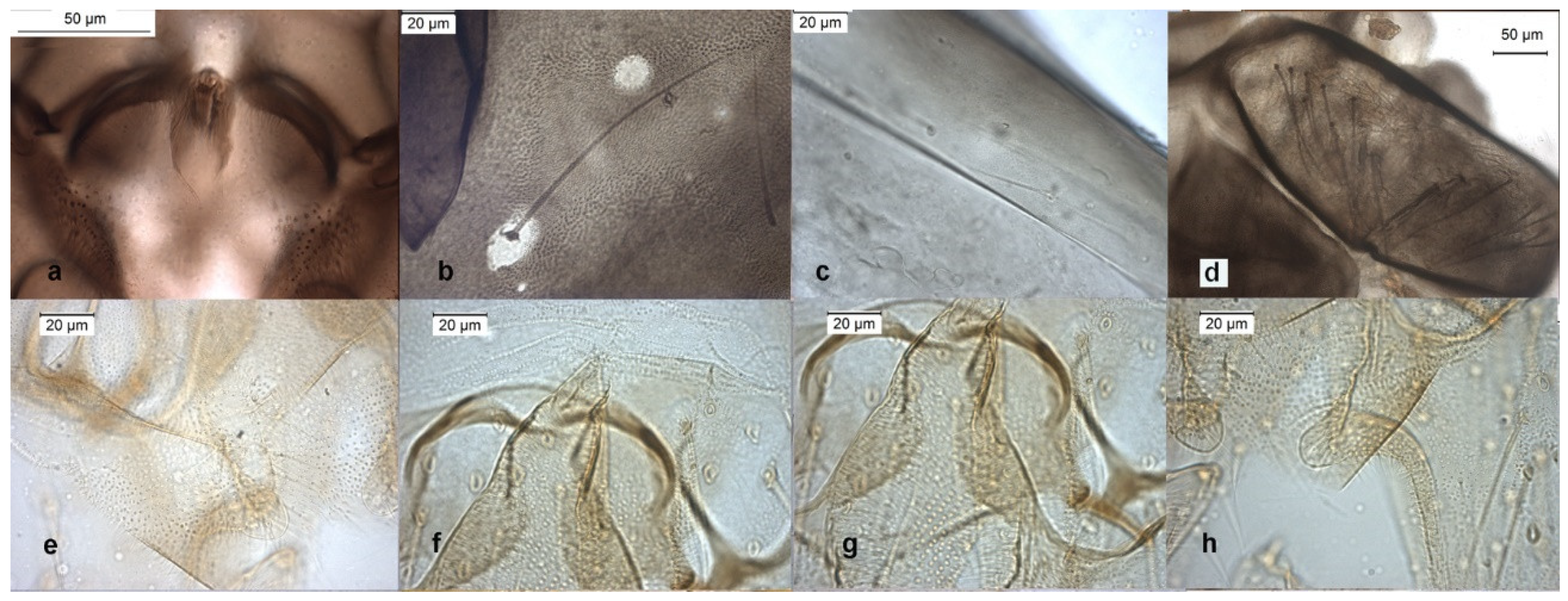 Insects 13 00051 g010