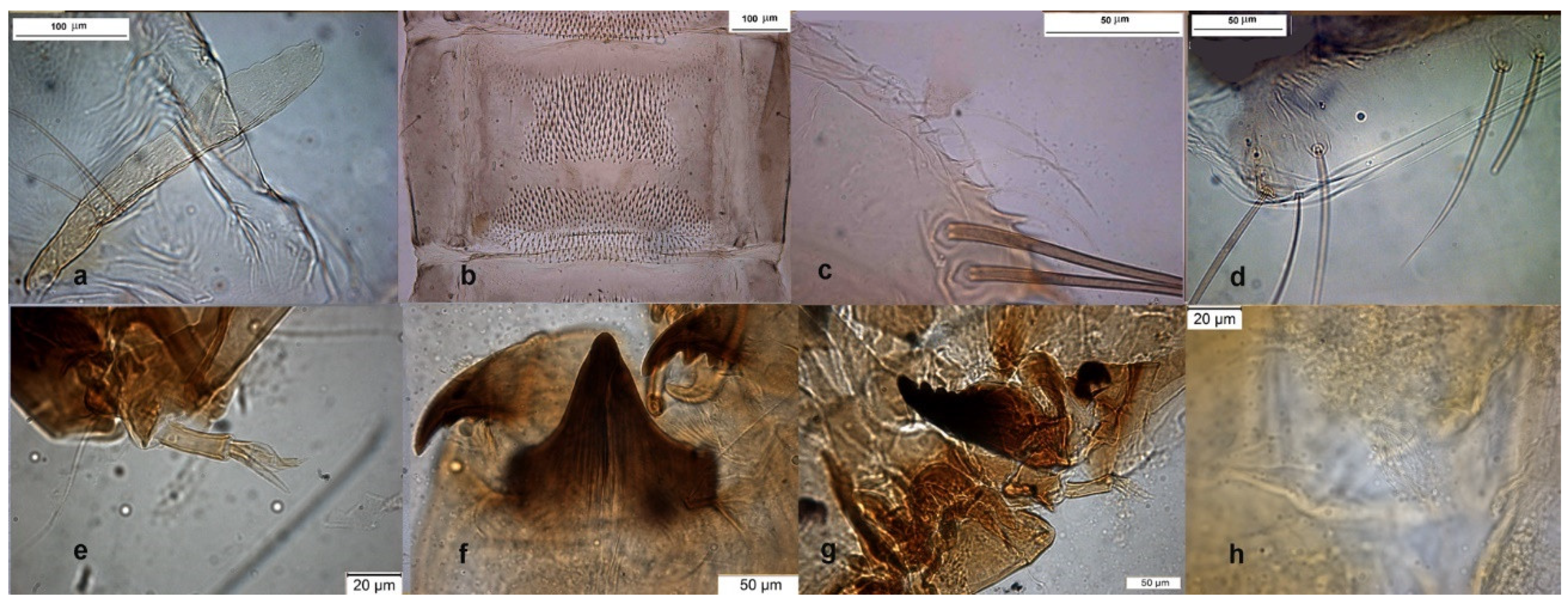 Insects 13 00051 g011