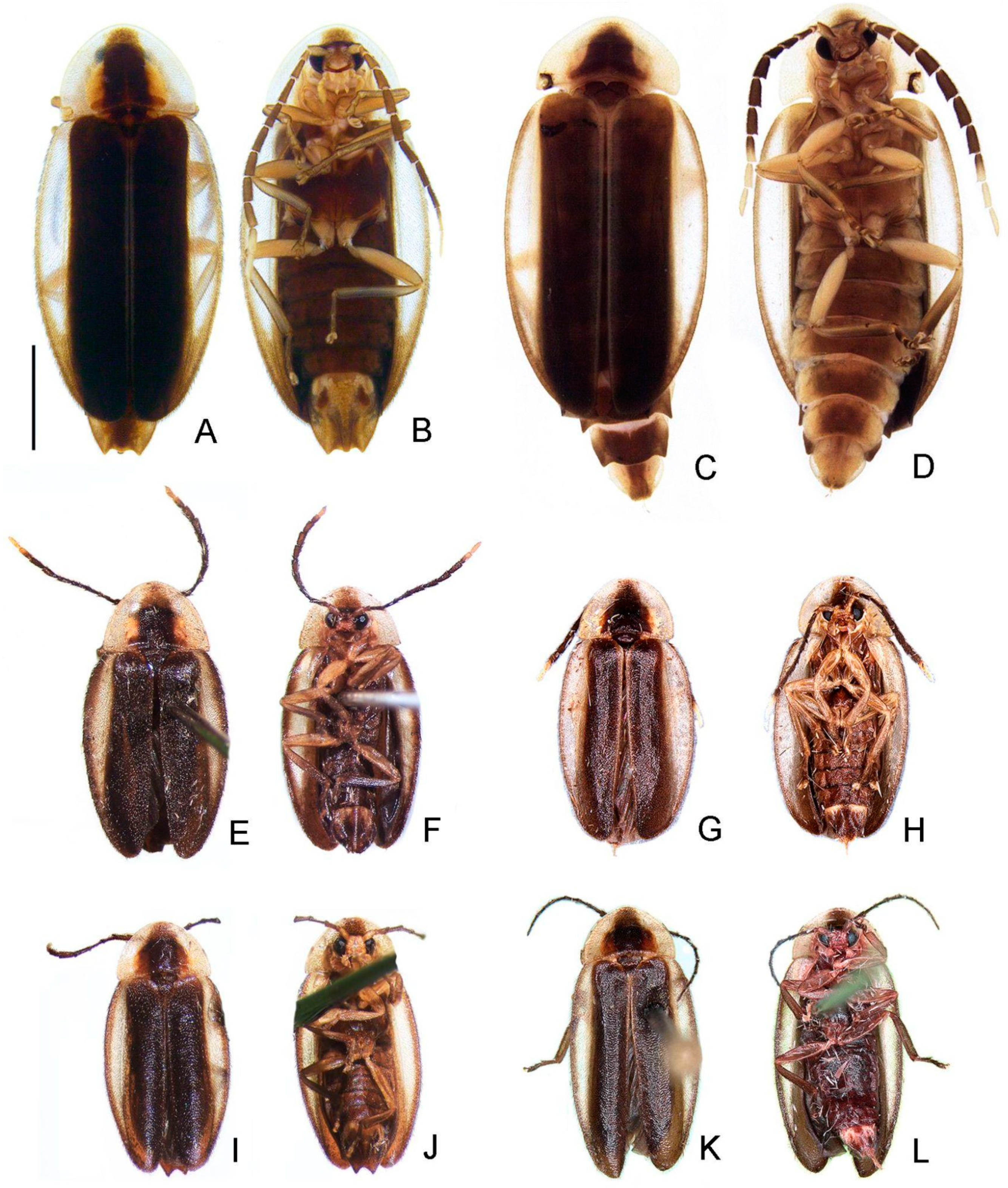 Insects 13 00058 g003 550